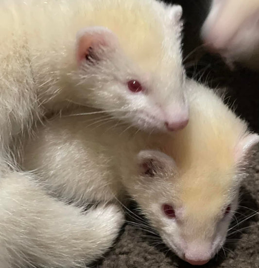 So You Think You Want To Own Ferrets | Learn About Kits