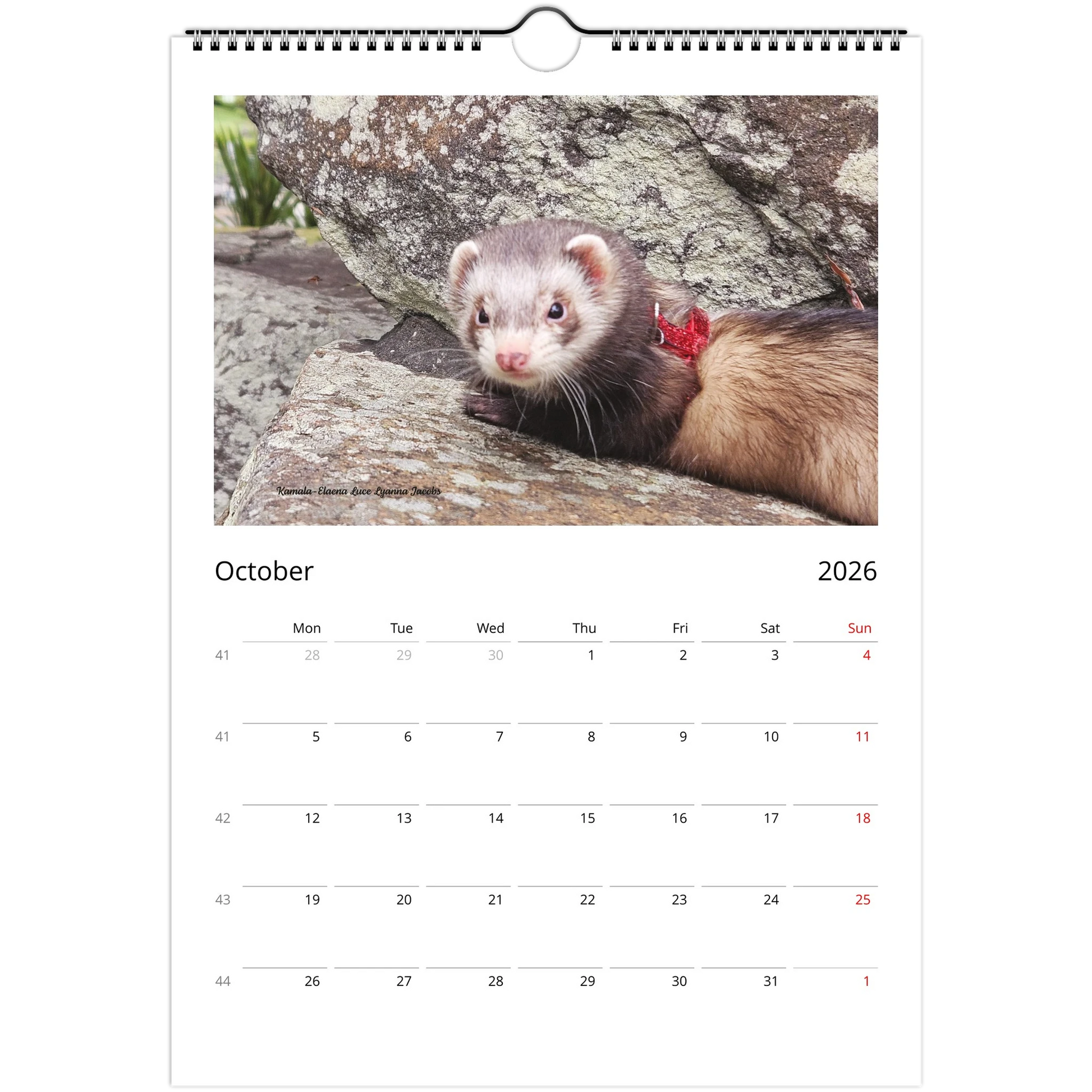 2026 Ferret Owners Australia Calendar