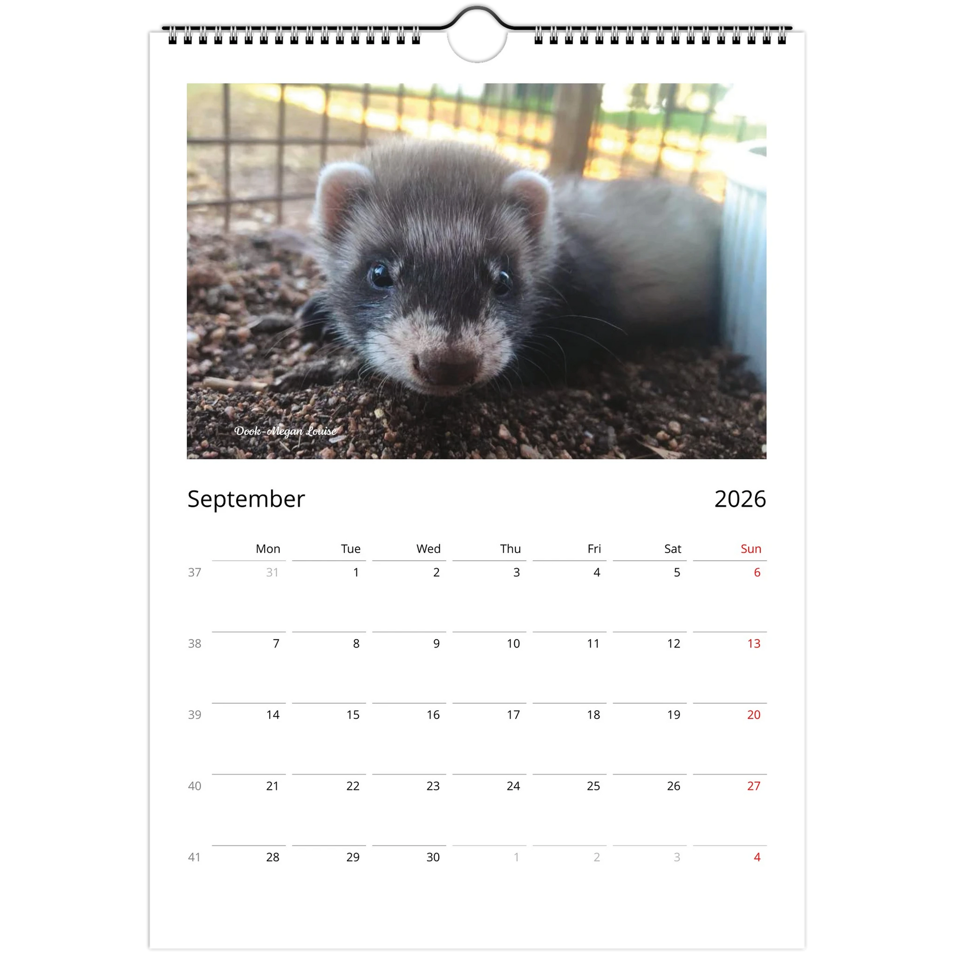 2026 Ferret Owners Australia Calendar