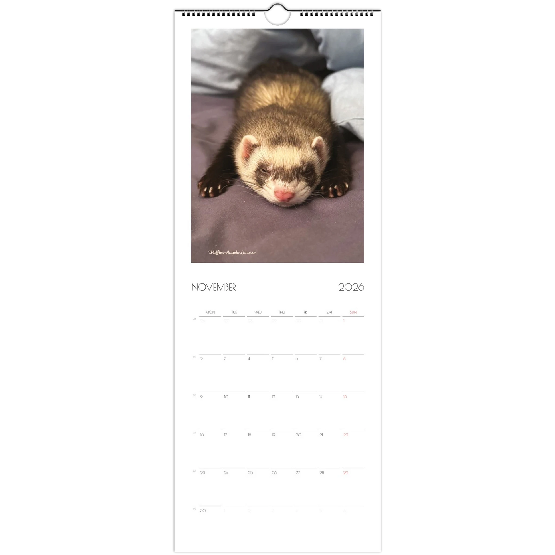 2026 Ferret Owners Australia Calendar