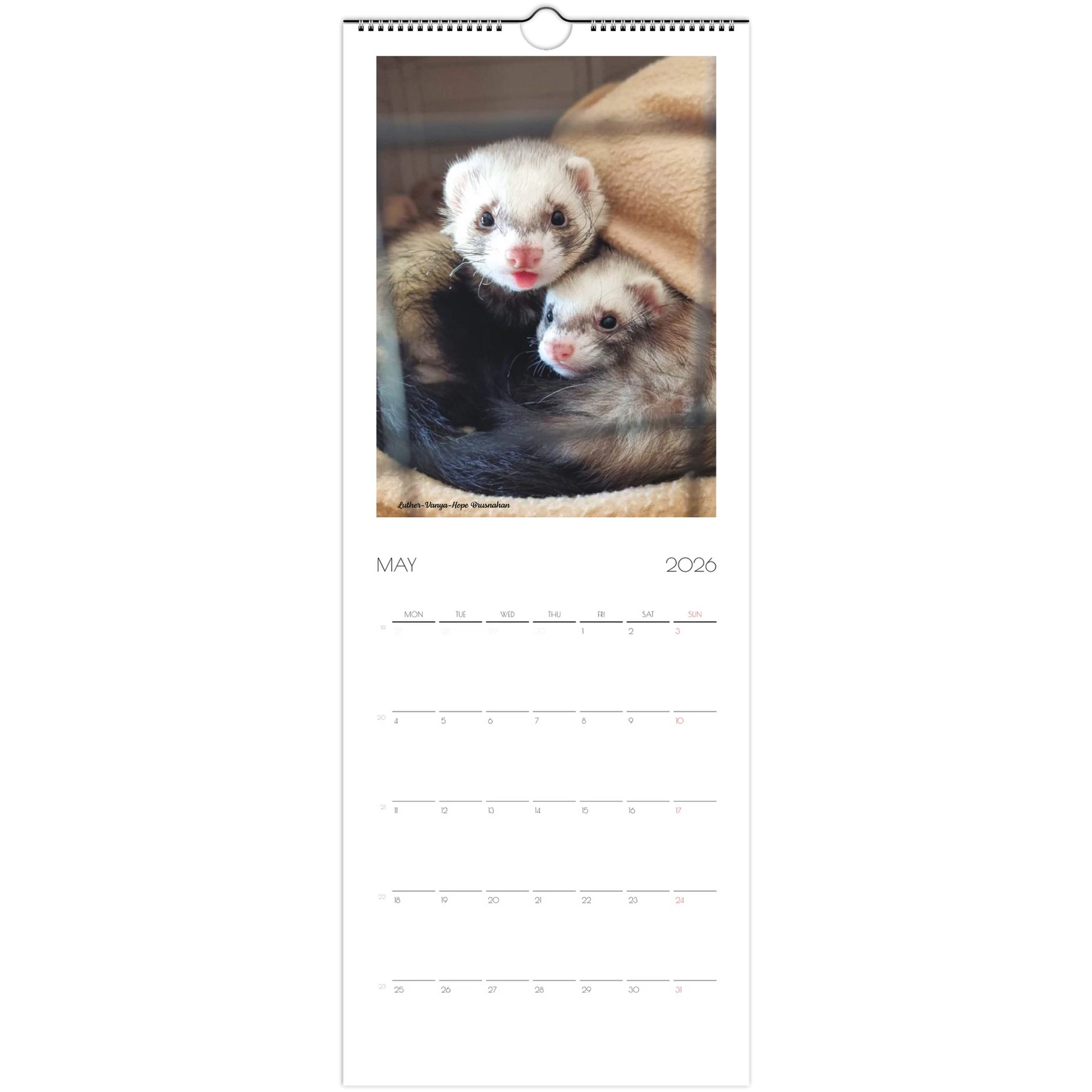2026 Ferret Owners Australia Calendar