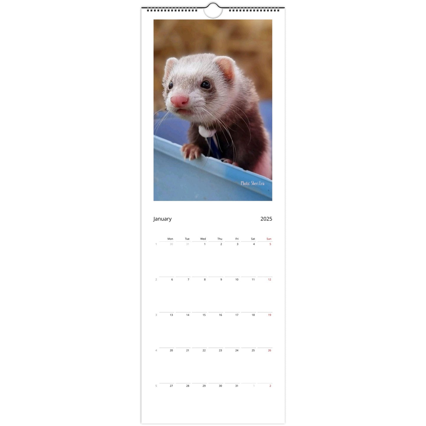 Ferret Wall Calendar 2025 January