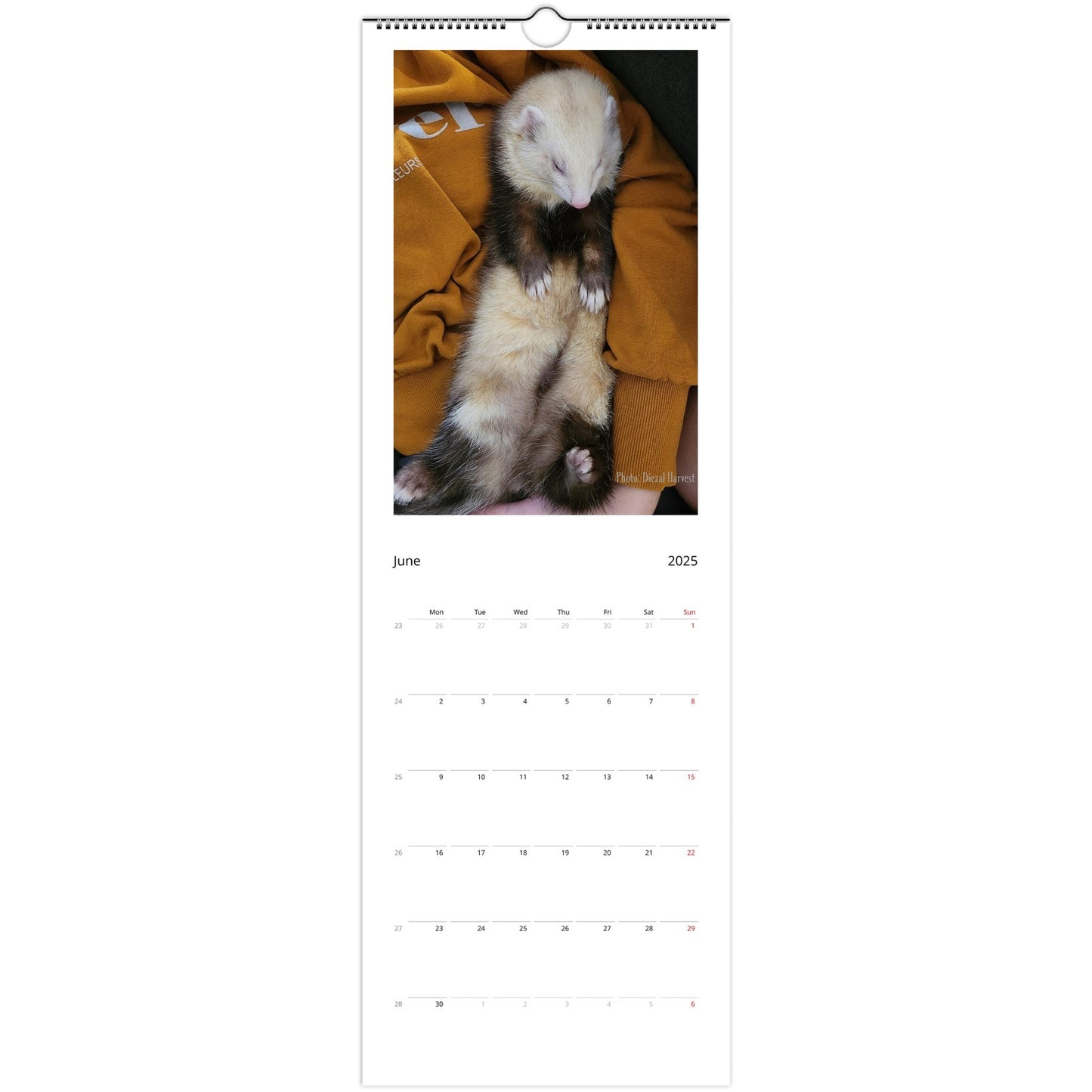 Ferret Wall Calendar 2025 June
