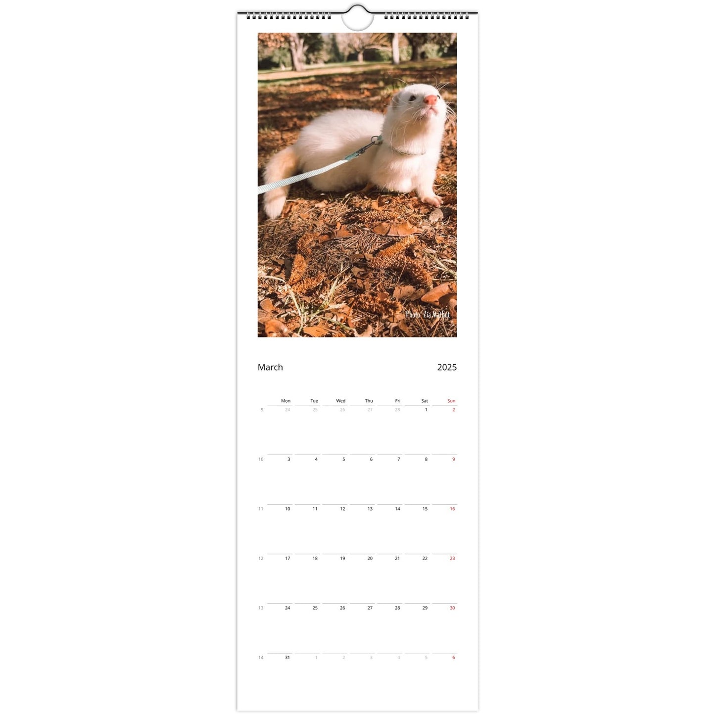 Ferret Wall Calendar 2025 March