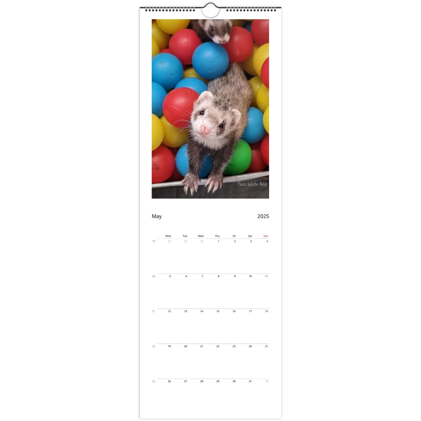 Ferret Wall Calendar 2025 May