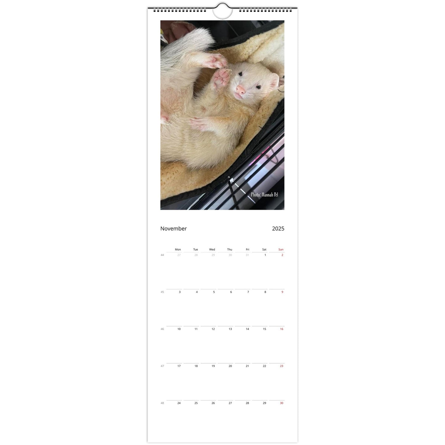 Ferret Wall Calendar 2025 November
