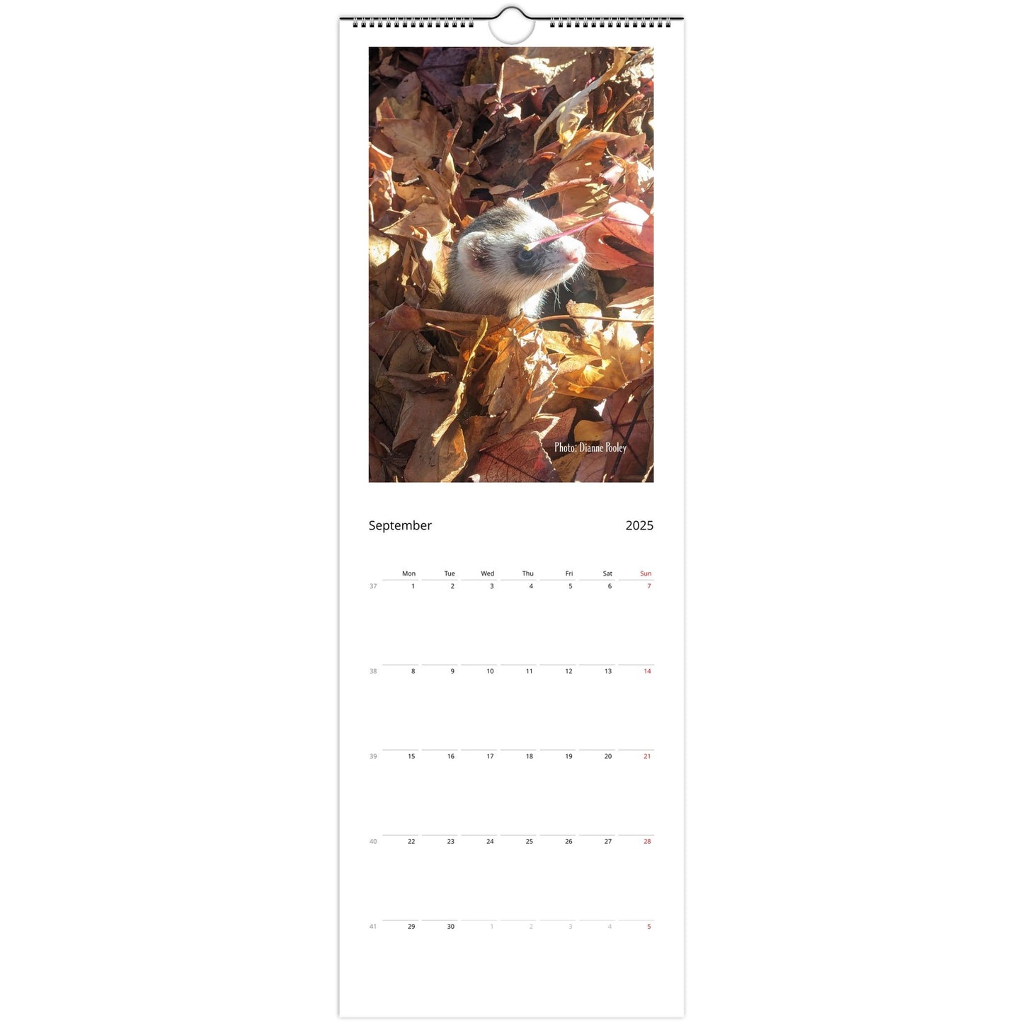 Ferret Wall Calendar 2025 September