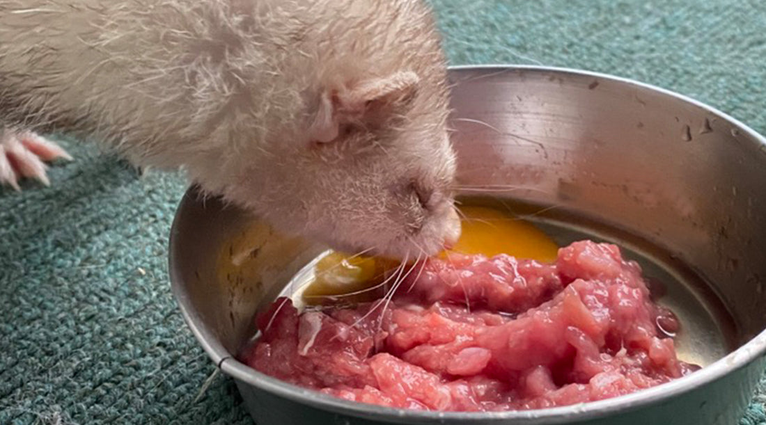 Ferret Eating Raw Food