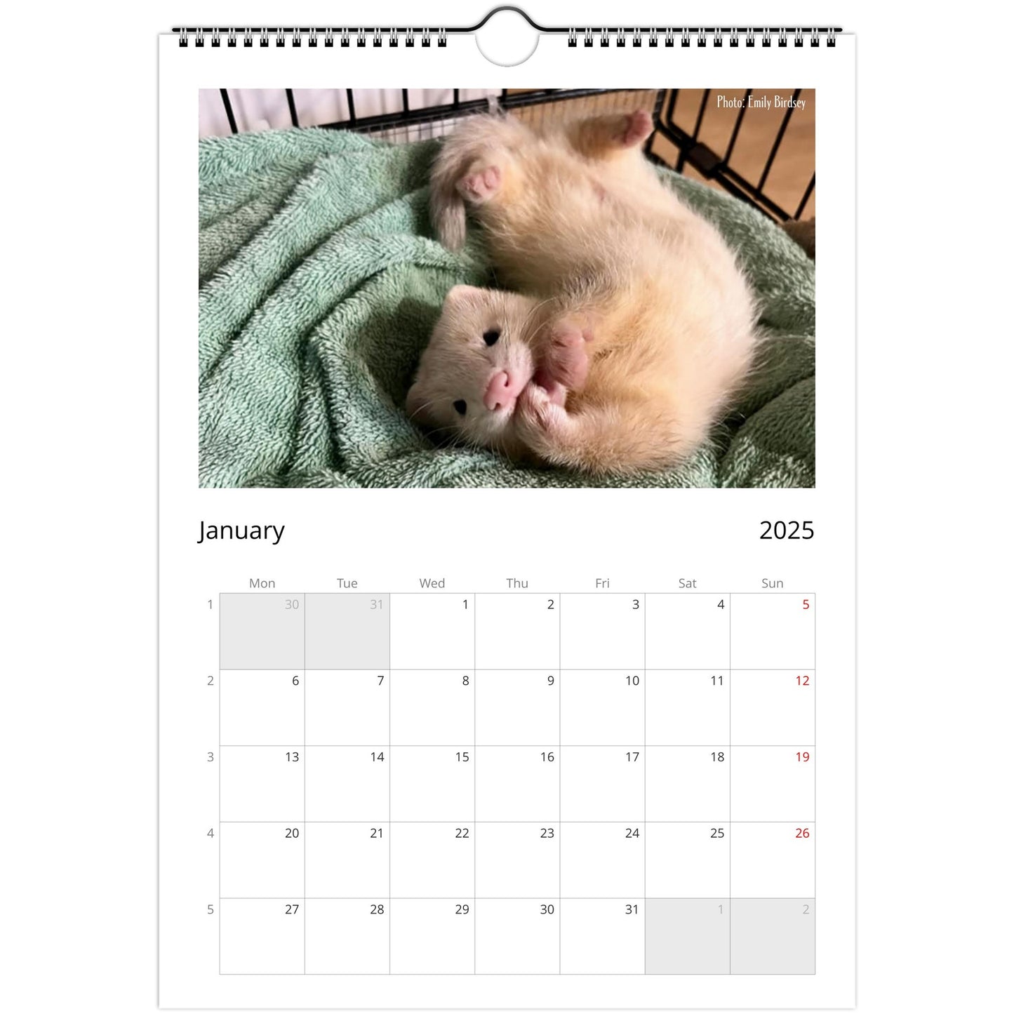 6a10e45d-Ferret Owners Australia A4 2025 Calendar Cover January-445c-936a-fd90e467d40e