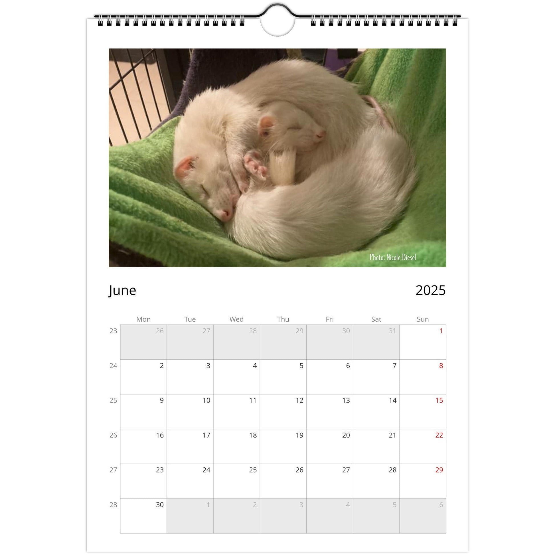 6a10e45d-Ferret Owners Australia A4 2025 Calendar Cover June