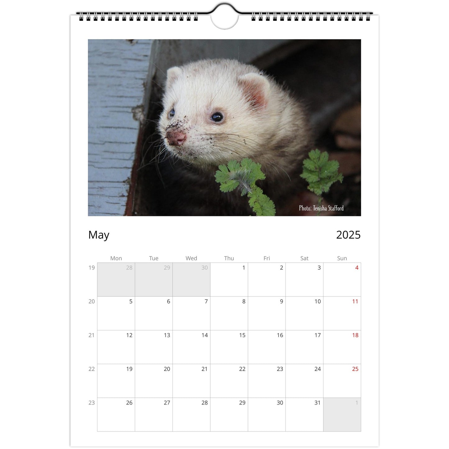 6a10e45d-Ferret Owners Australia A4 2025 Calendar Cover May