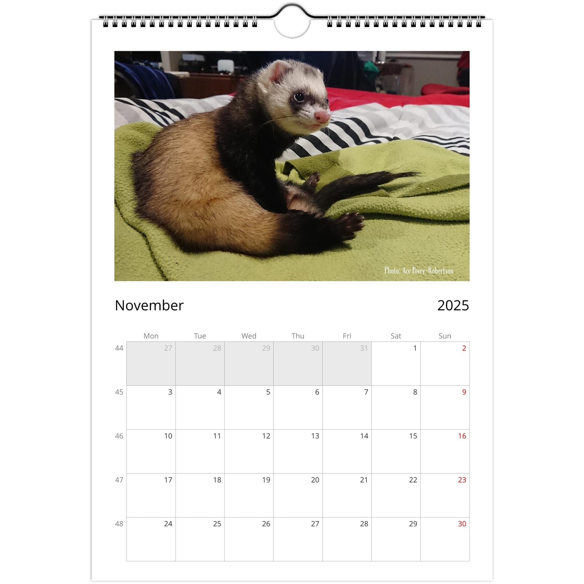 6a10e45d-Ferret Owners Australia A4 2025 Calendar Cover November