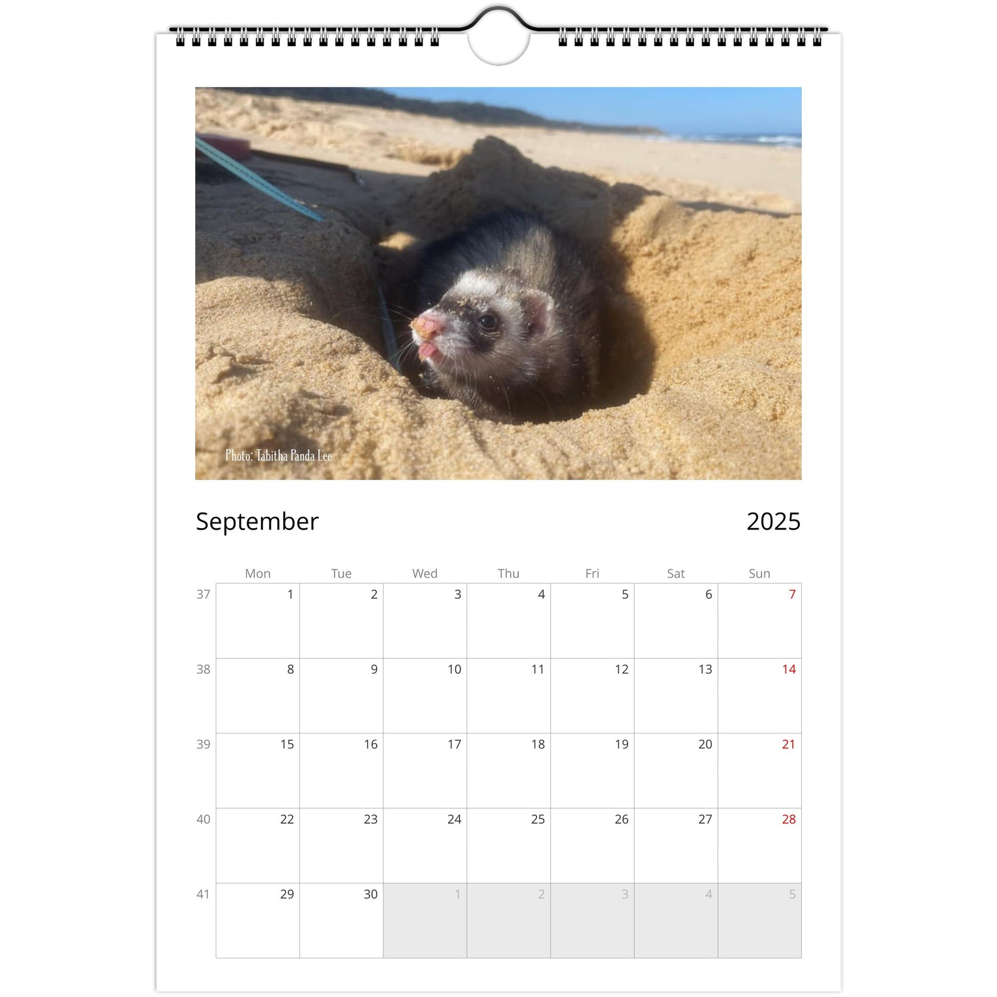 6a10e45d-Ferret Owners Australia A4 2025 Calendar Cover September