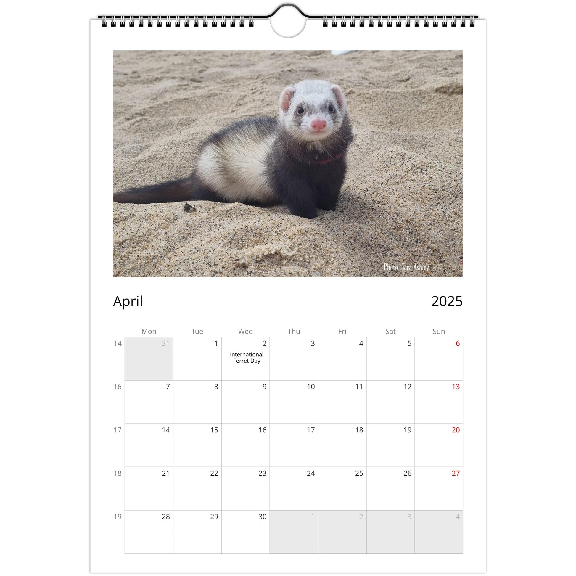 6a10e45d-Ferret Owners Australia A4 2025 Calendar Cover april