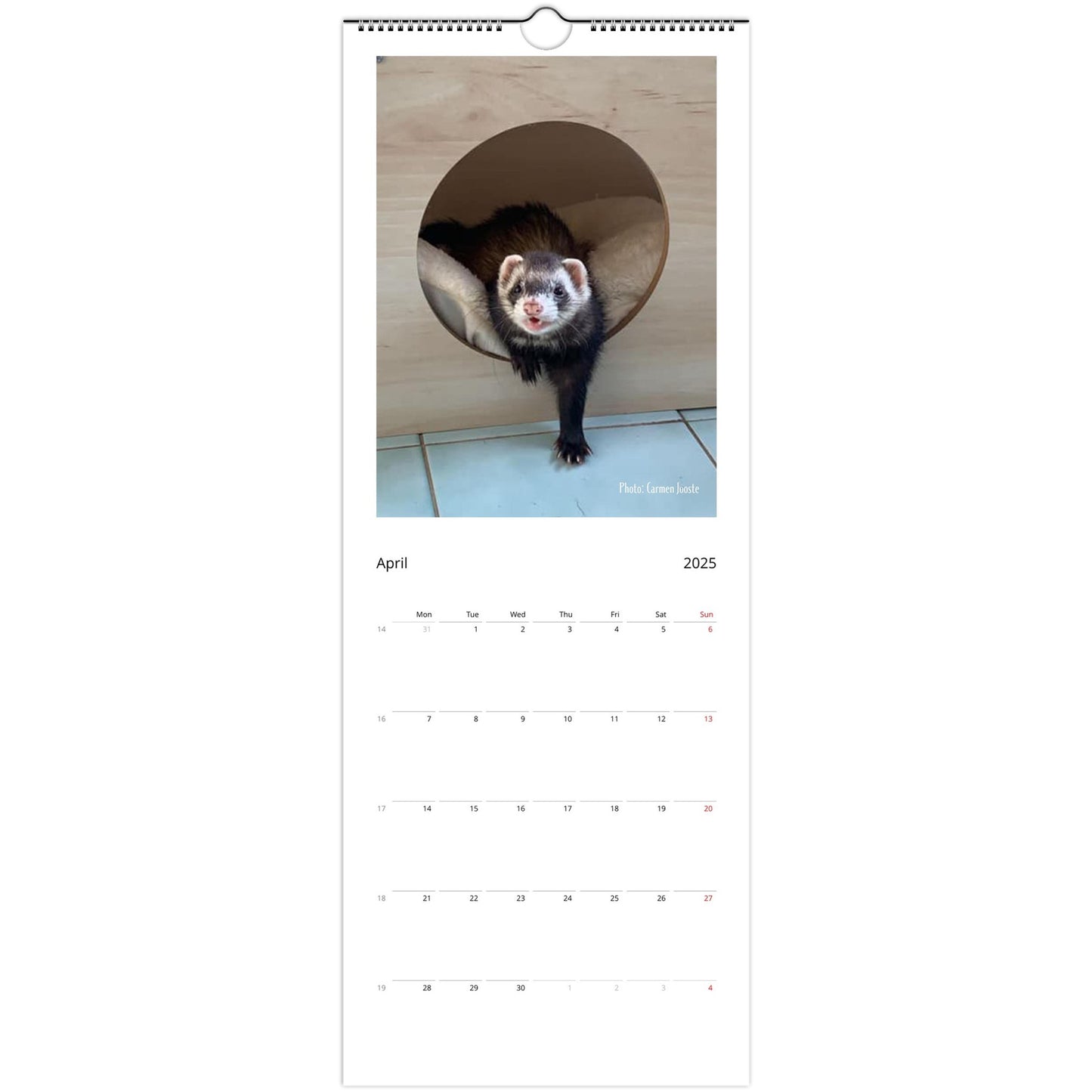 Ferret Owners Australia 2025 Calendar April