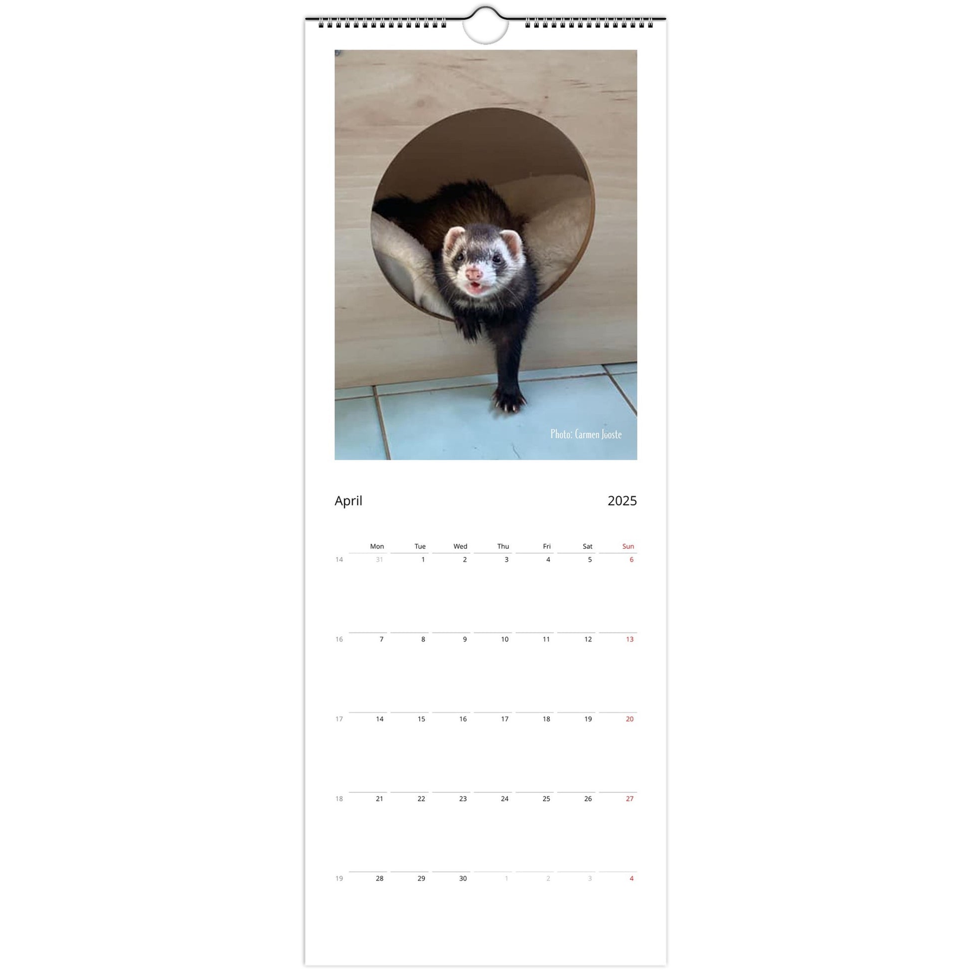 Ferret Owners Australia 2025 Calendar April