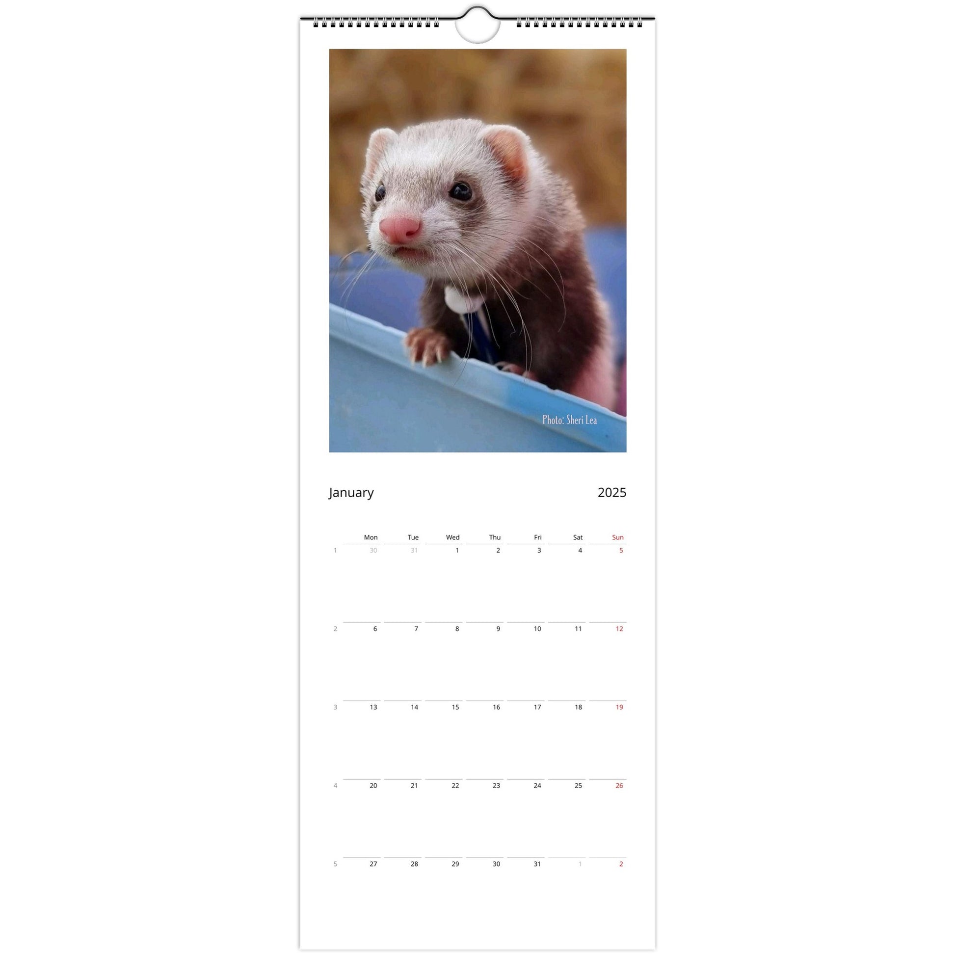 Ferret Owners Australia 2025 Calendar January