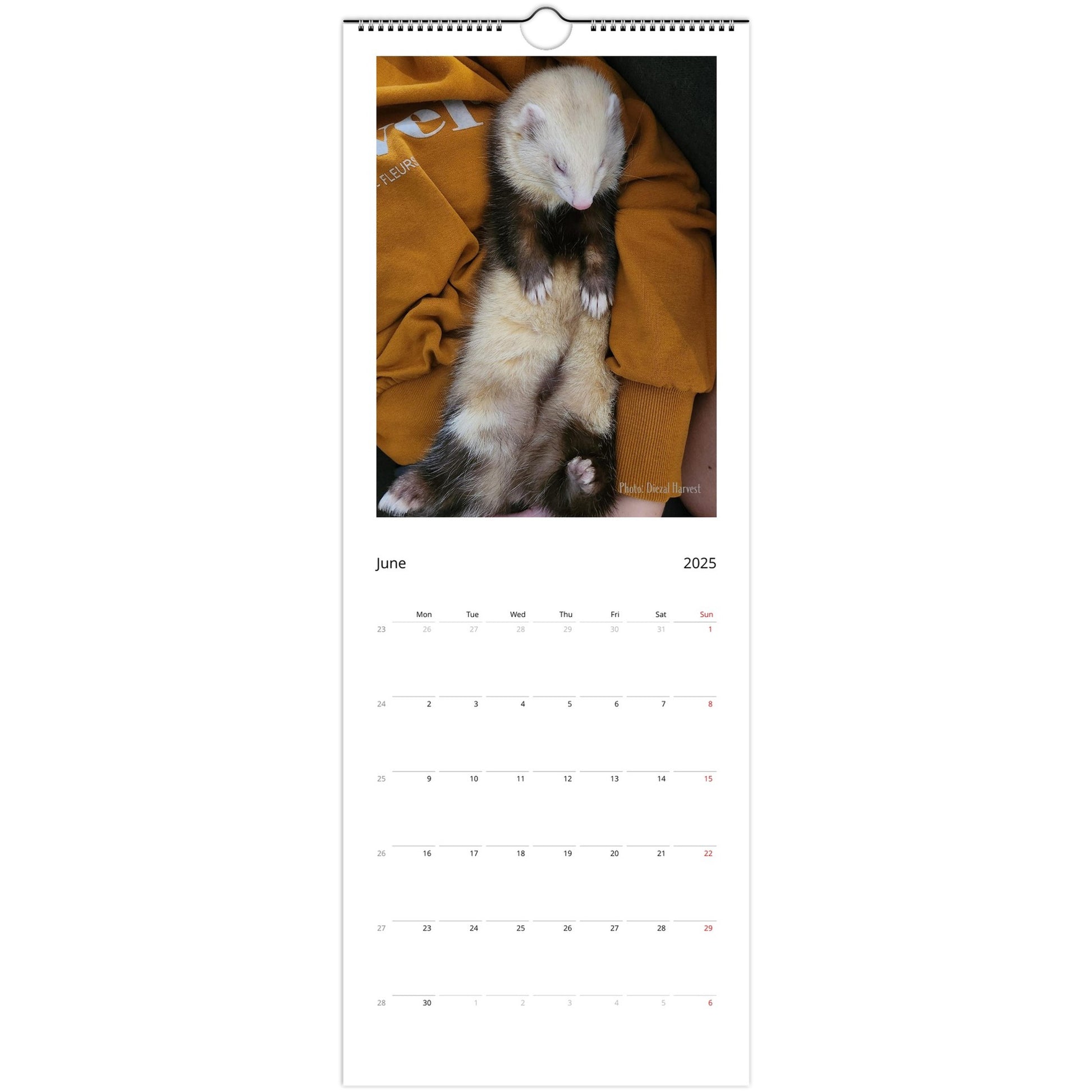 Ferret Owners Australia 2025 Calendar June