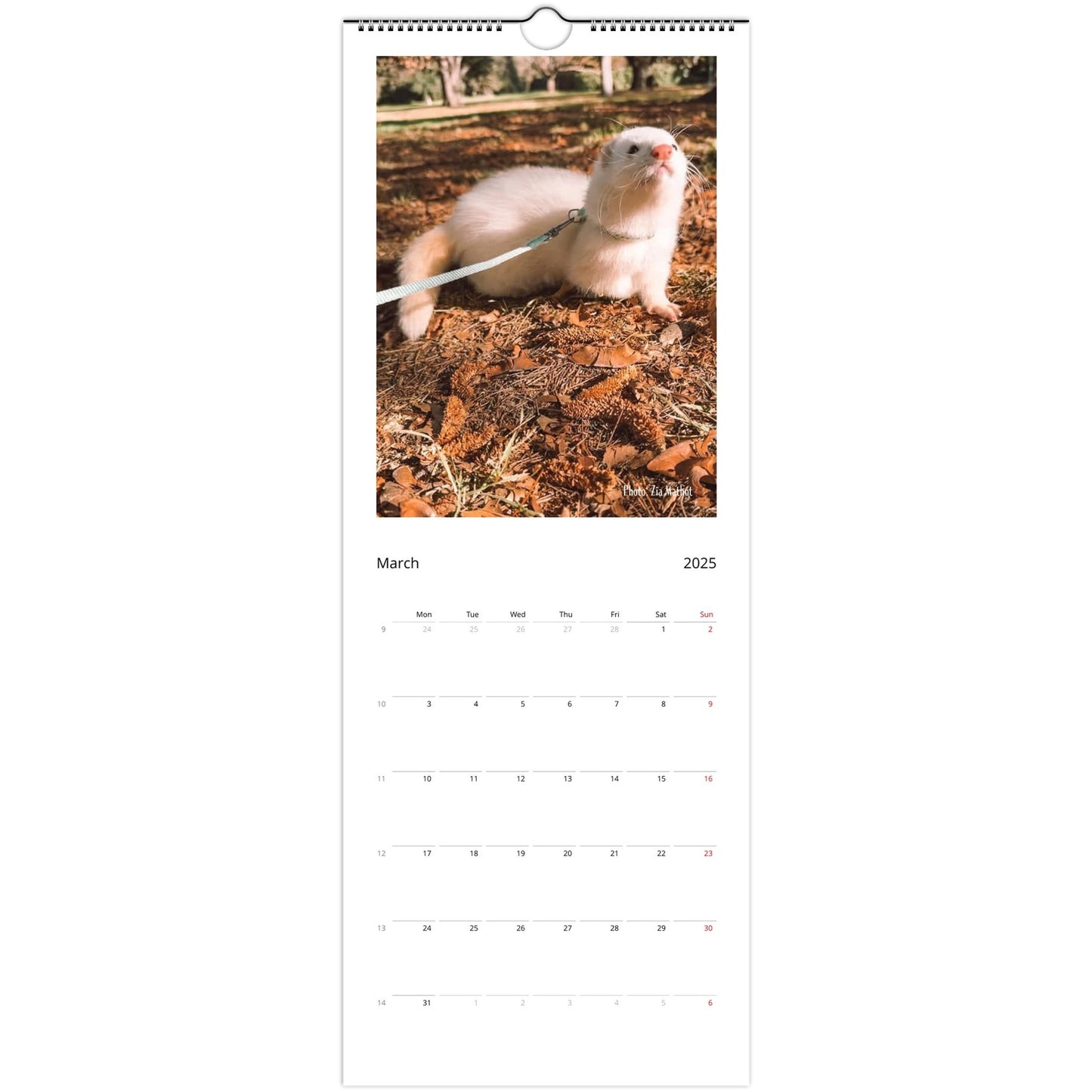 Ferret Owners Australia 2025 Calendar March