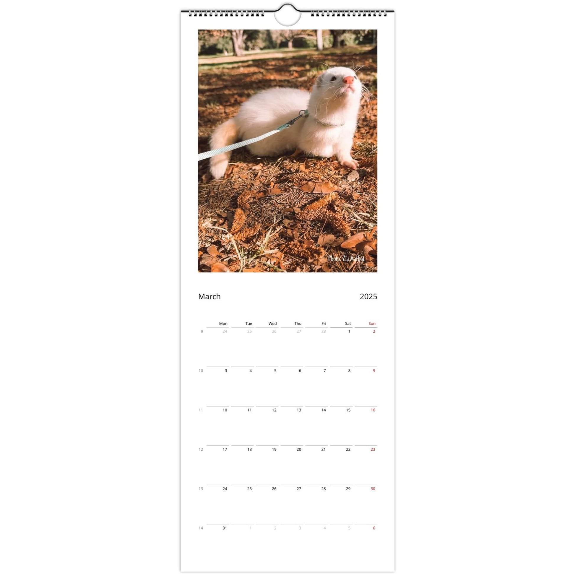 Ferret Owners Australia 2025 Calendar March