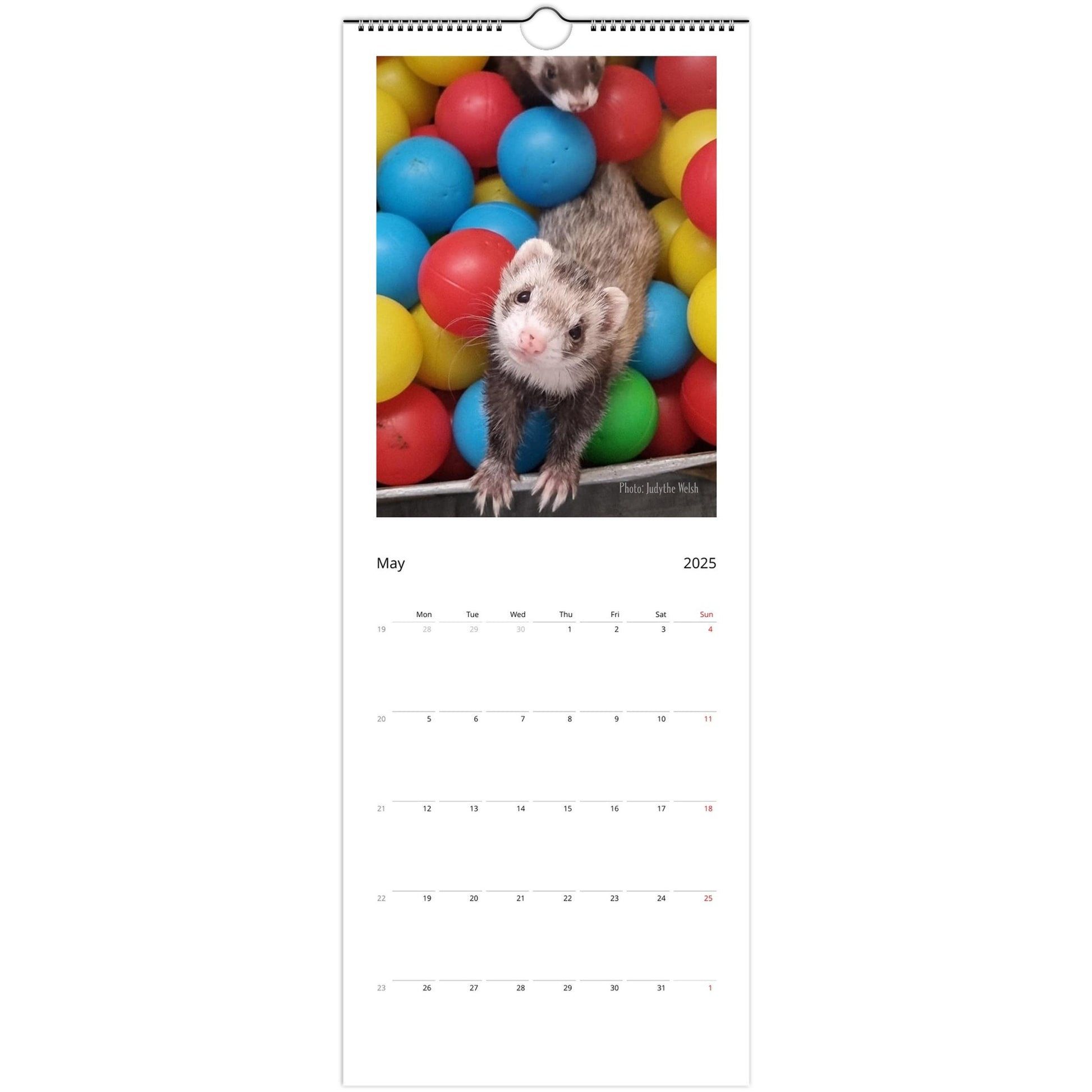 Ferret Owners Australia 2025 Calendar May