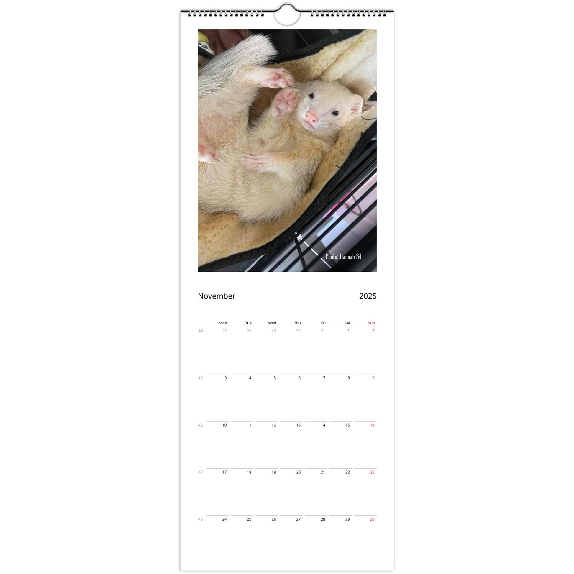 Ferret Owners Australia 2025 Calendar November