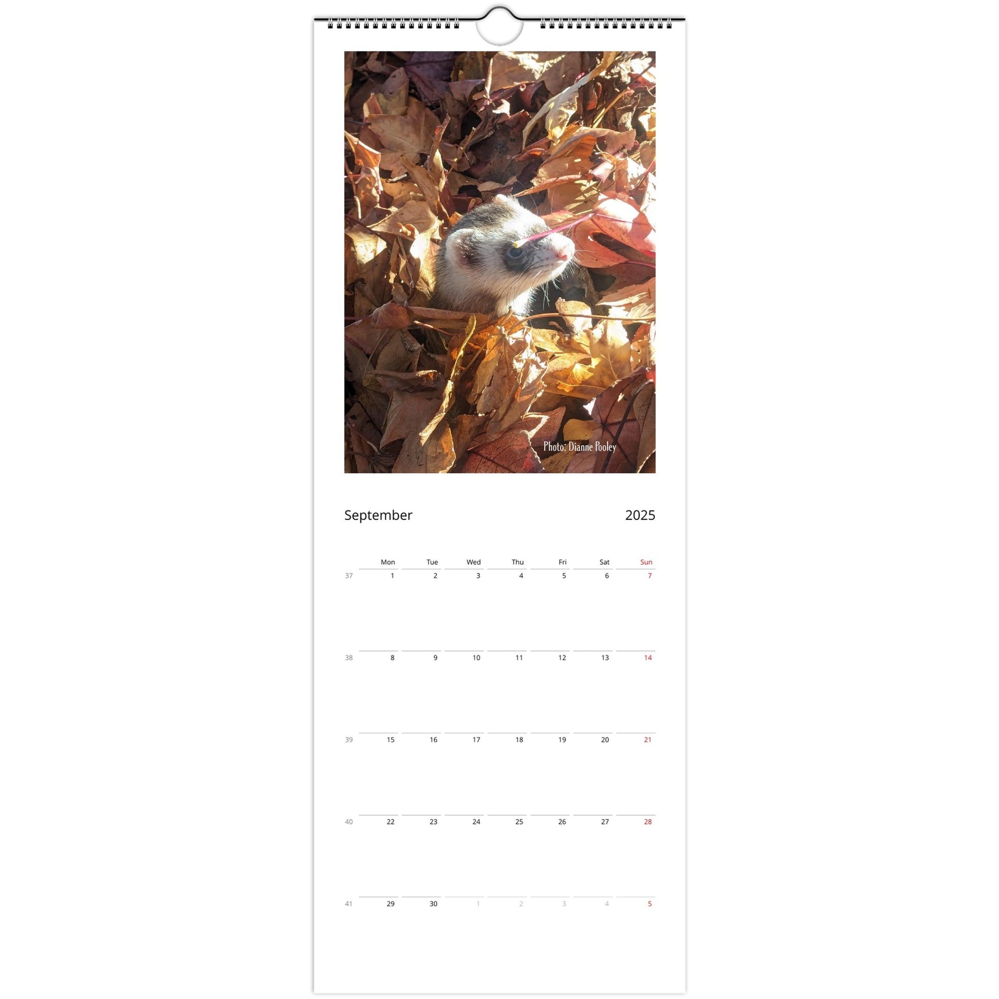 Ferret Owners Australia 2025 Calendar September