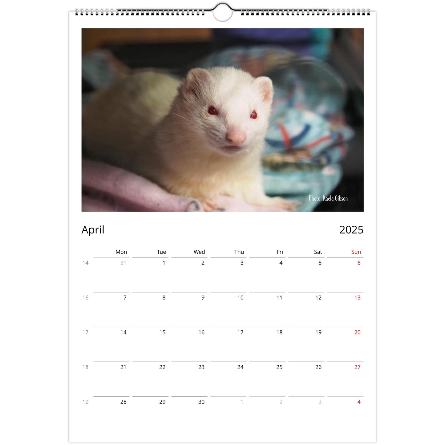 Ferret Owners Australia A3 Calendar 2025 - Albino Edition April