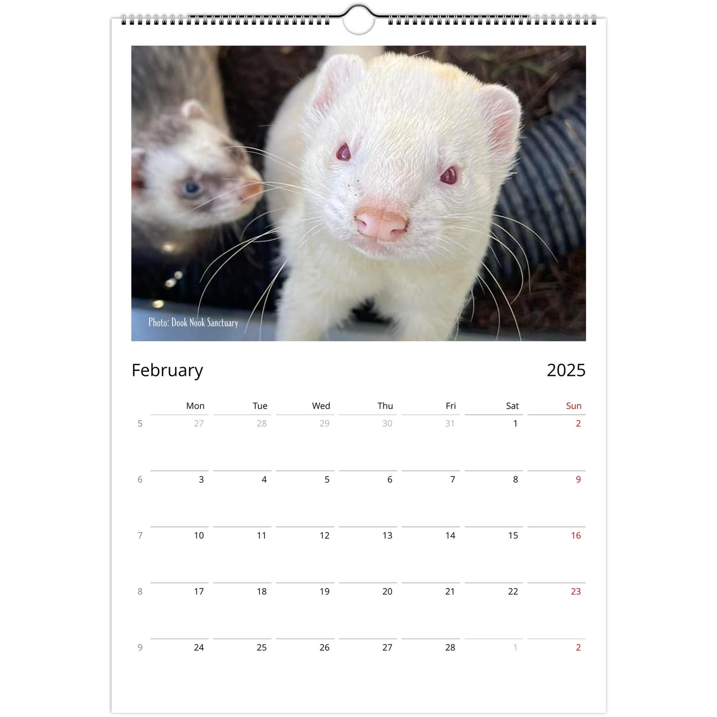 Ferret Owners Australia A3 Calendar 2025 - Albino Edition February