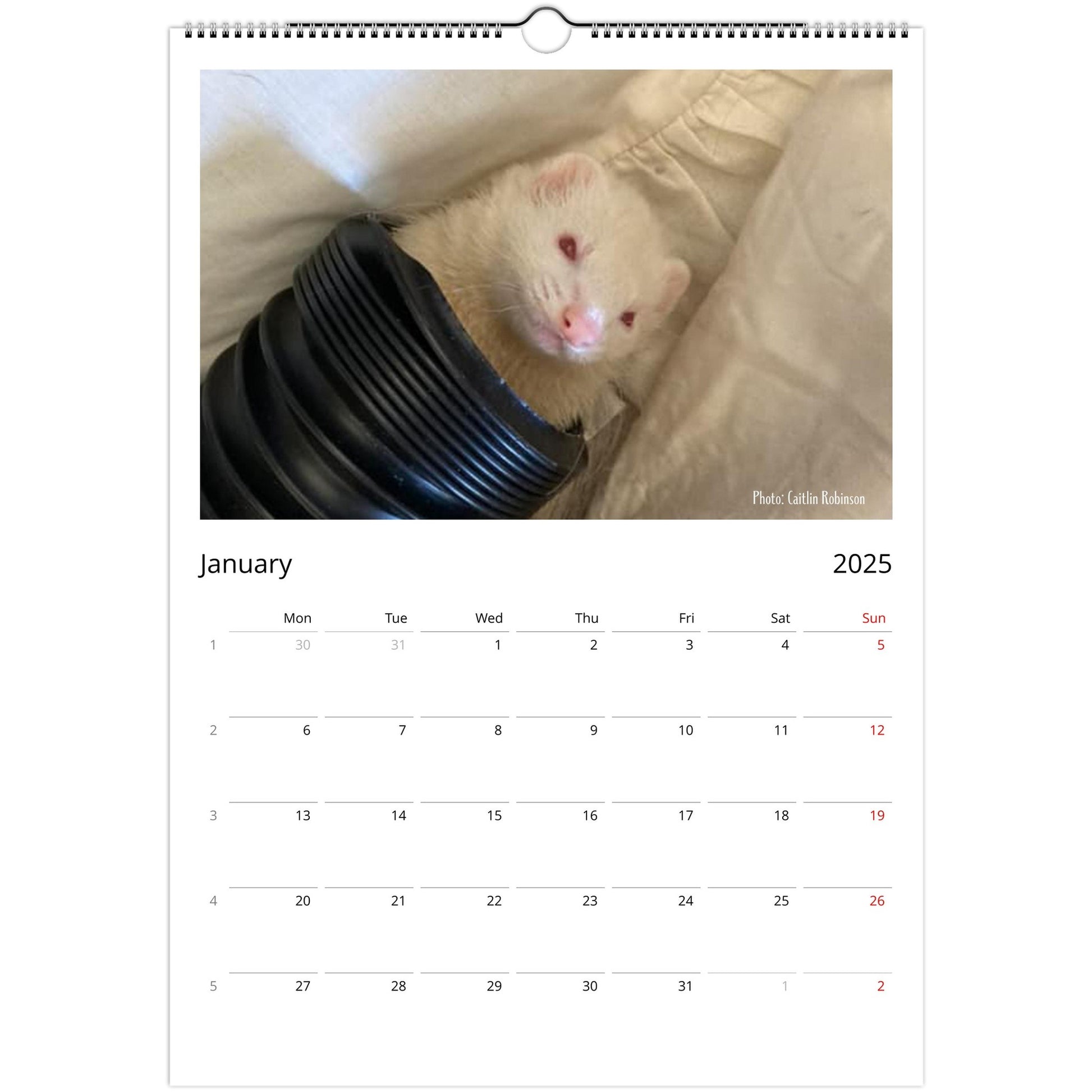 Ferret Owners Australia A3 Calendar 2025 - Albino Edition January