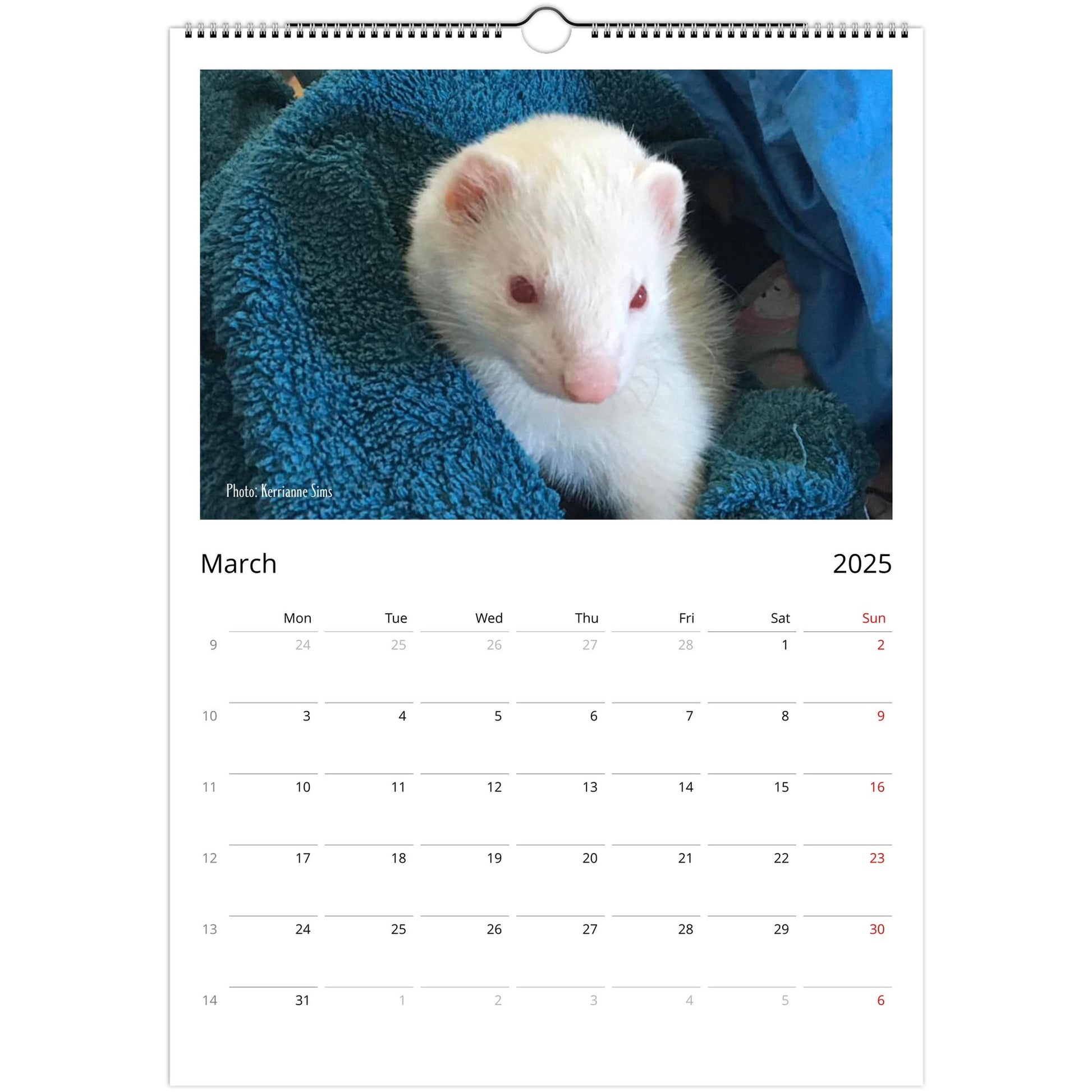 Ferret Owners Australia A3 Calendar 2025 - Albino Edition March