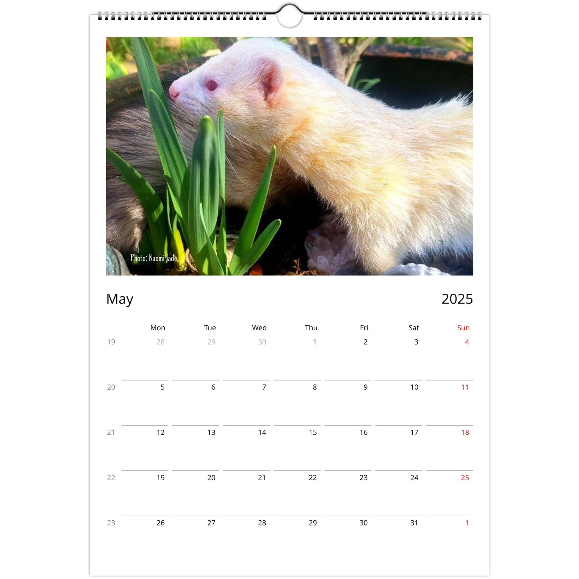 Ferret Owners Australia A3 Calendar 2025 - Albino Edition May