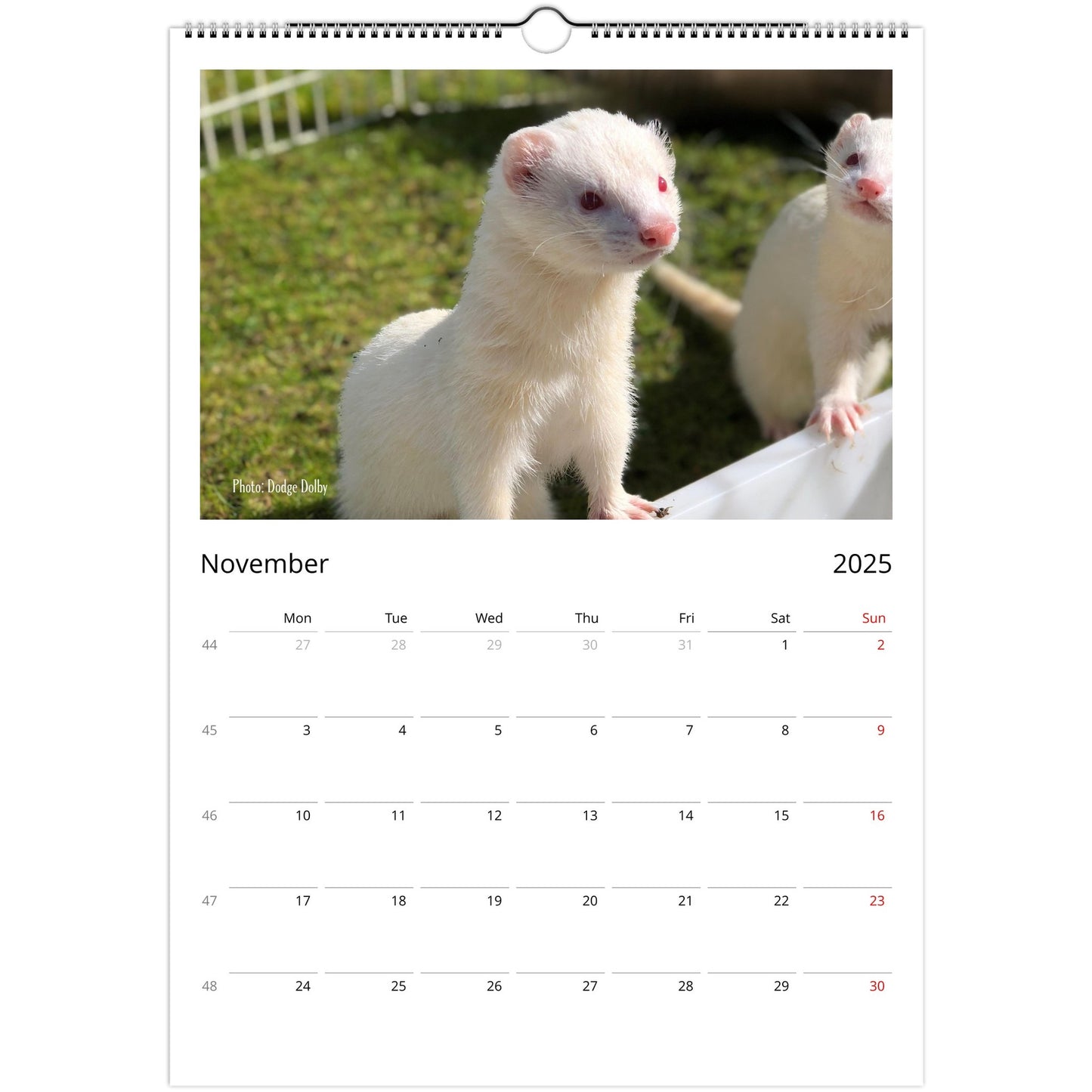 Ferret Owners Australia A3 Calendar 2025 - Albino Edition November