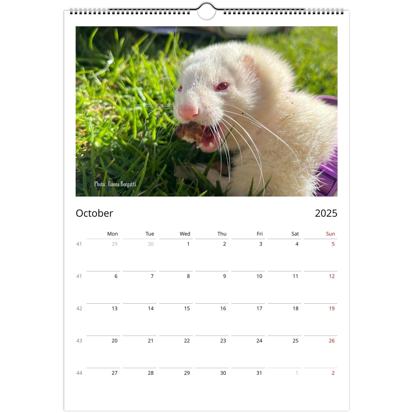 Ferret Owners Australia A3 Calendar 2025 - Albino Edition October