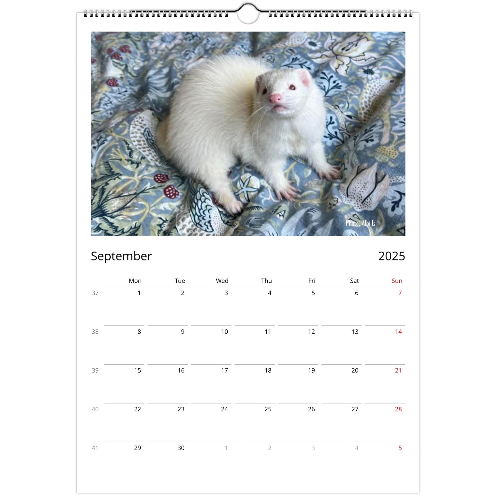 Ferret Owners Australia A3 Calendar 2025 - Albino Edition September