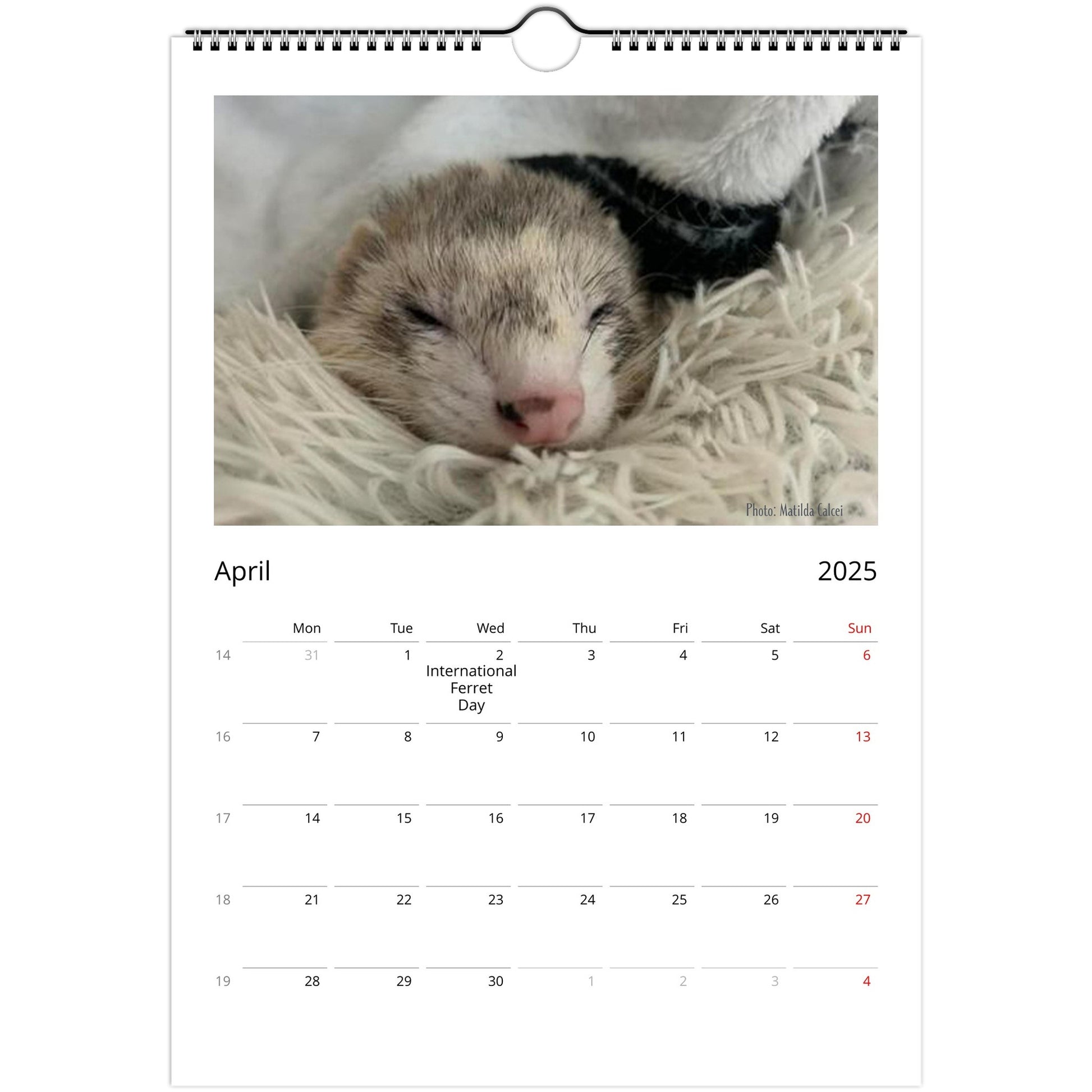 Ferret Owners Australia Calendar 2025 April