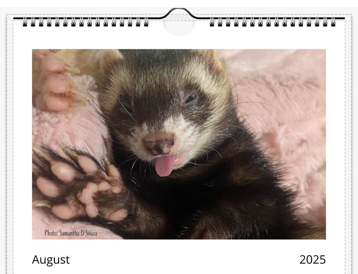 Ferret Owners Australia Calendar 2025 August