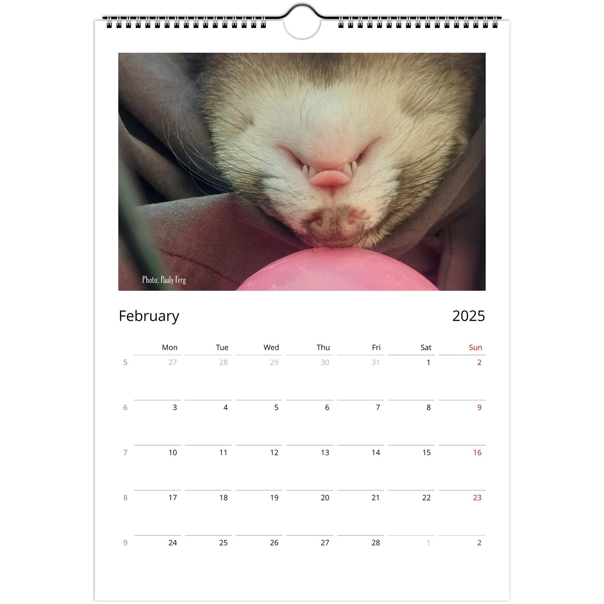 Ferret Owners Australia Calendar 2025 February