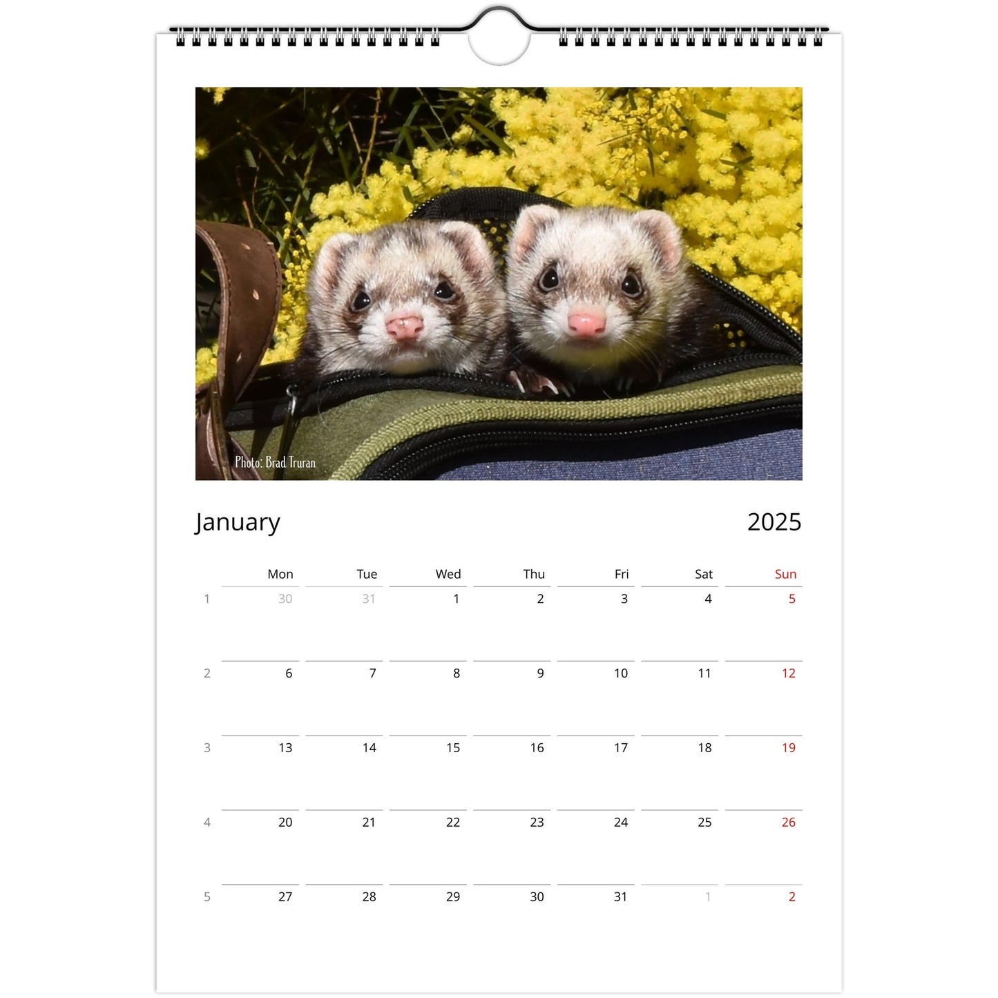 Ferret Owners Australia Calendar 2025 January