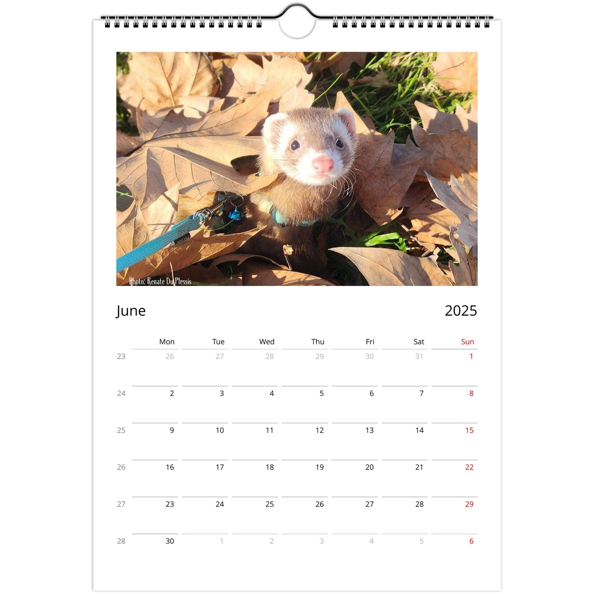 Ferret Owners Australia Calendar 2025 June