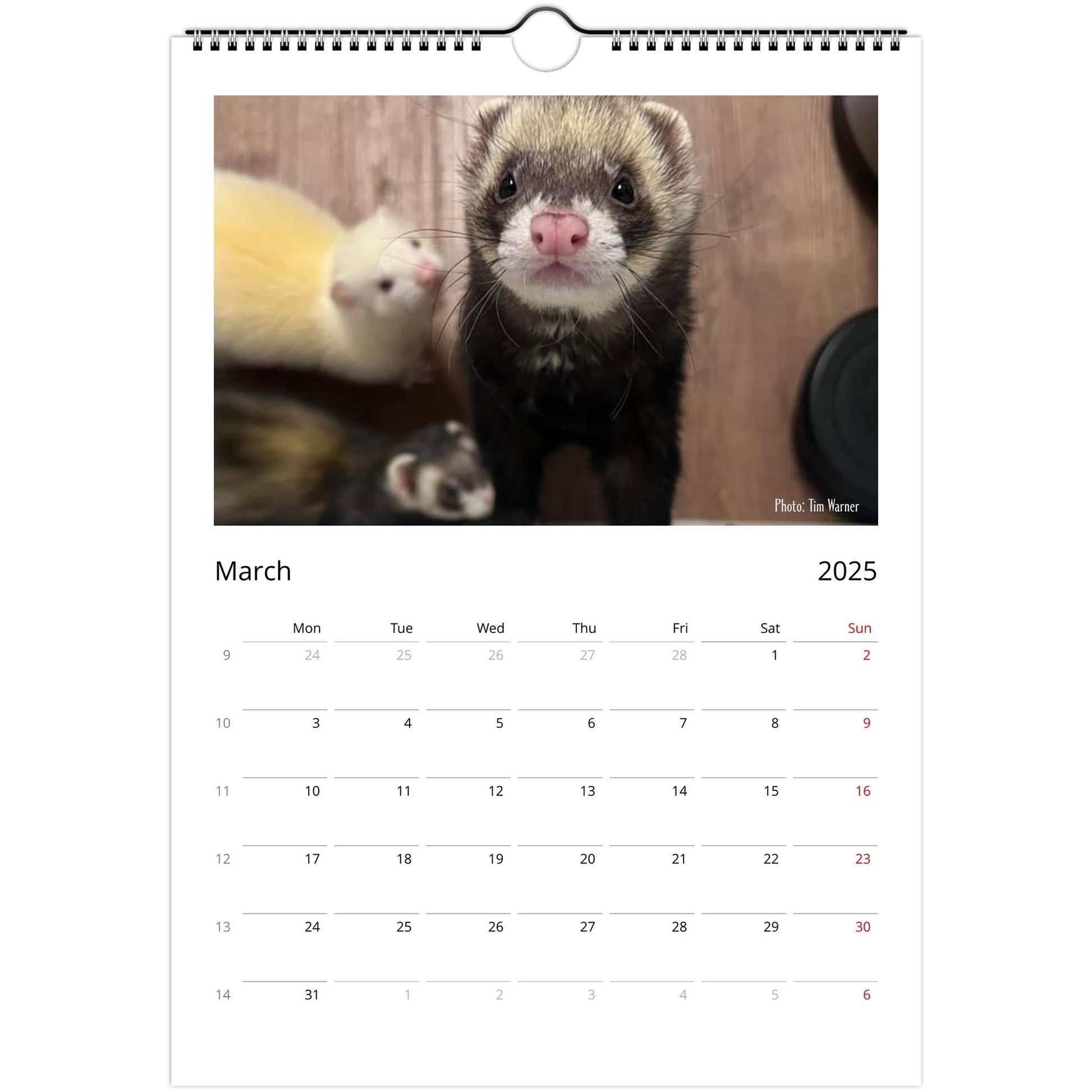 Ferret Owners Australia Calendar 2025 March