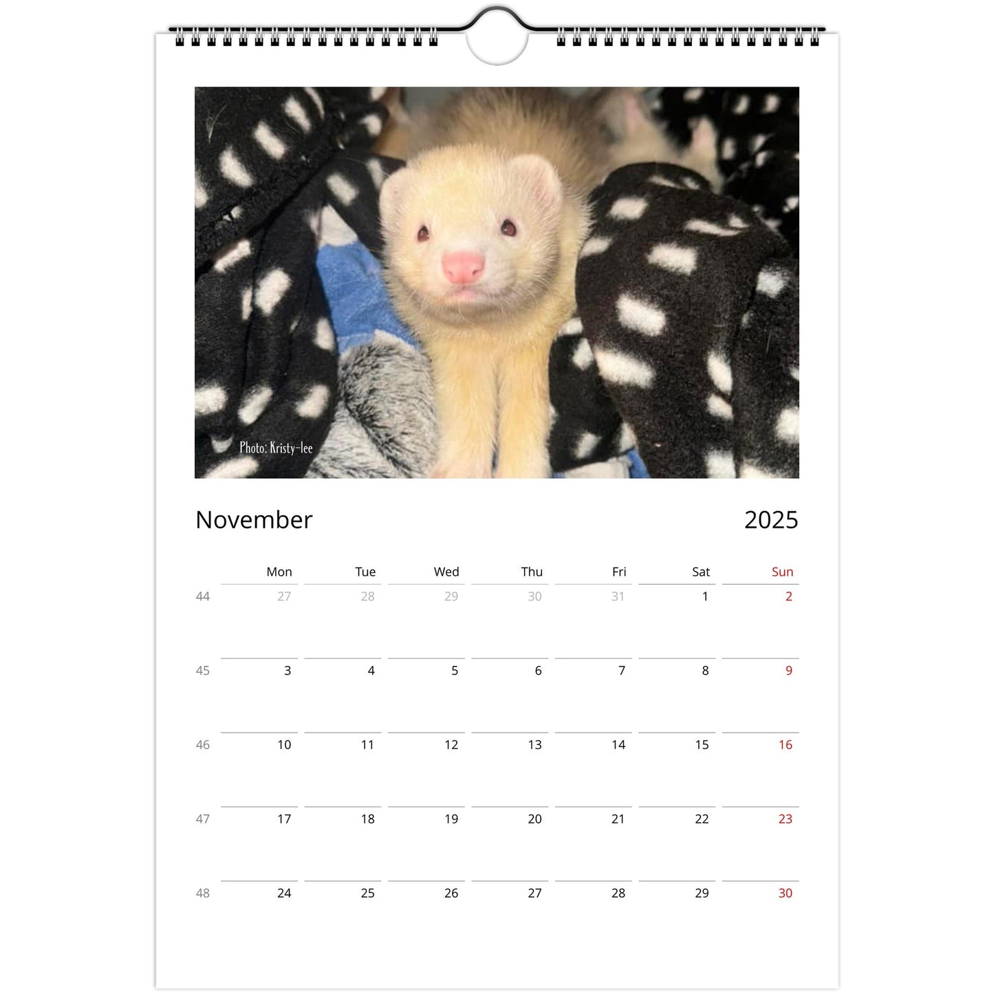 Ferret Owners Australia Calendar 2025 November