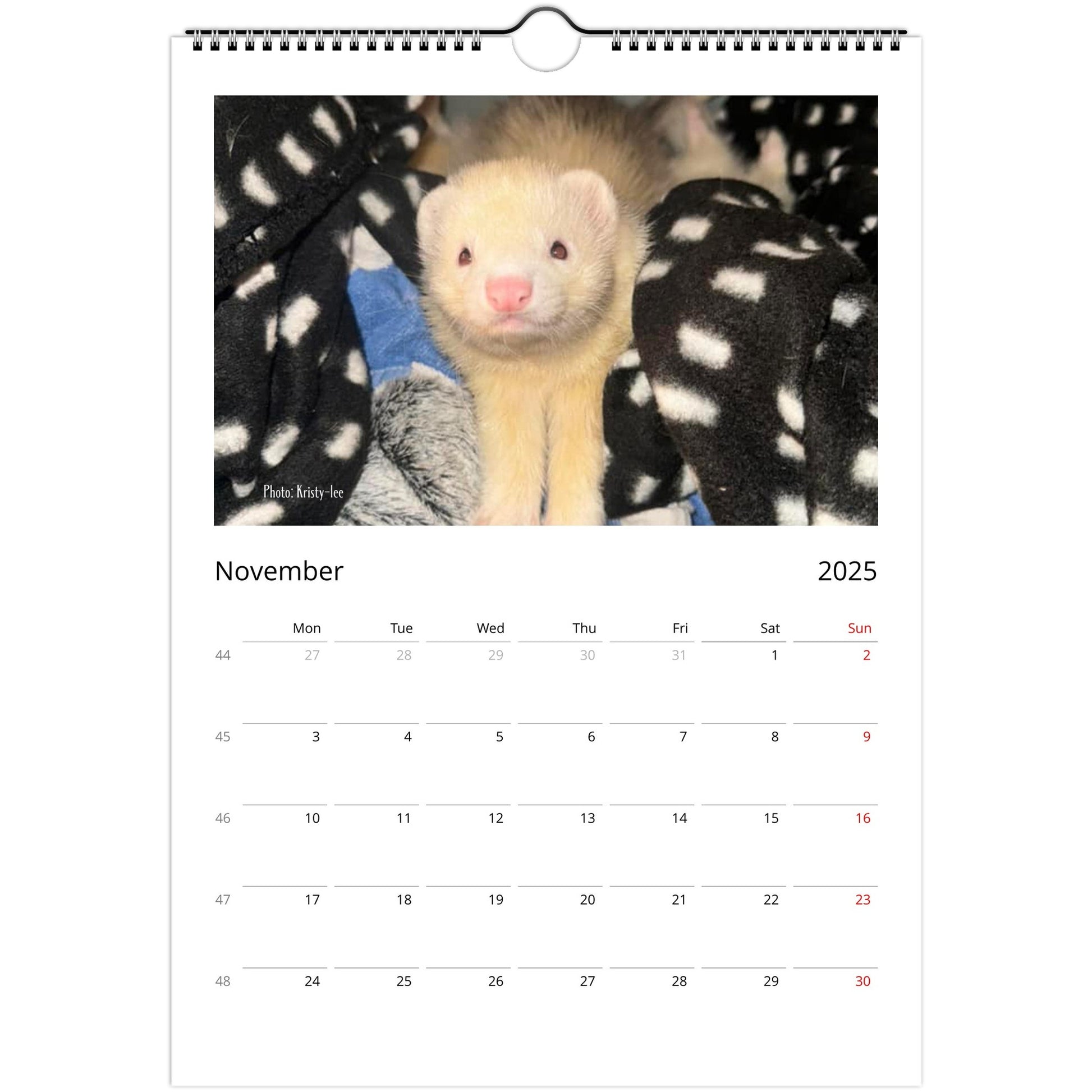 Ferret Owners Australia Calendar 2025 November