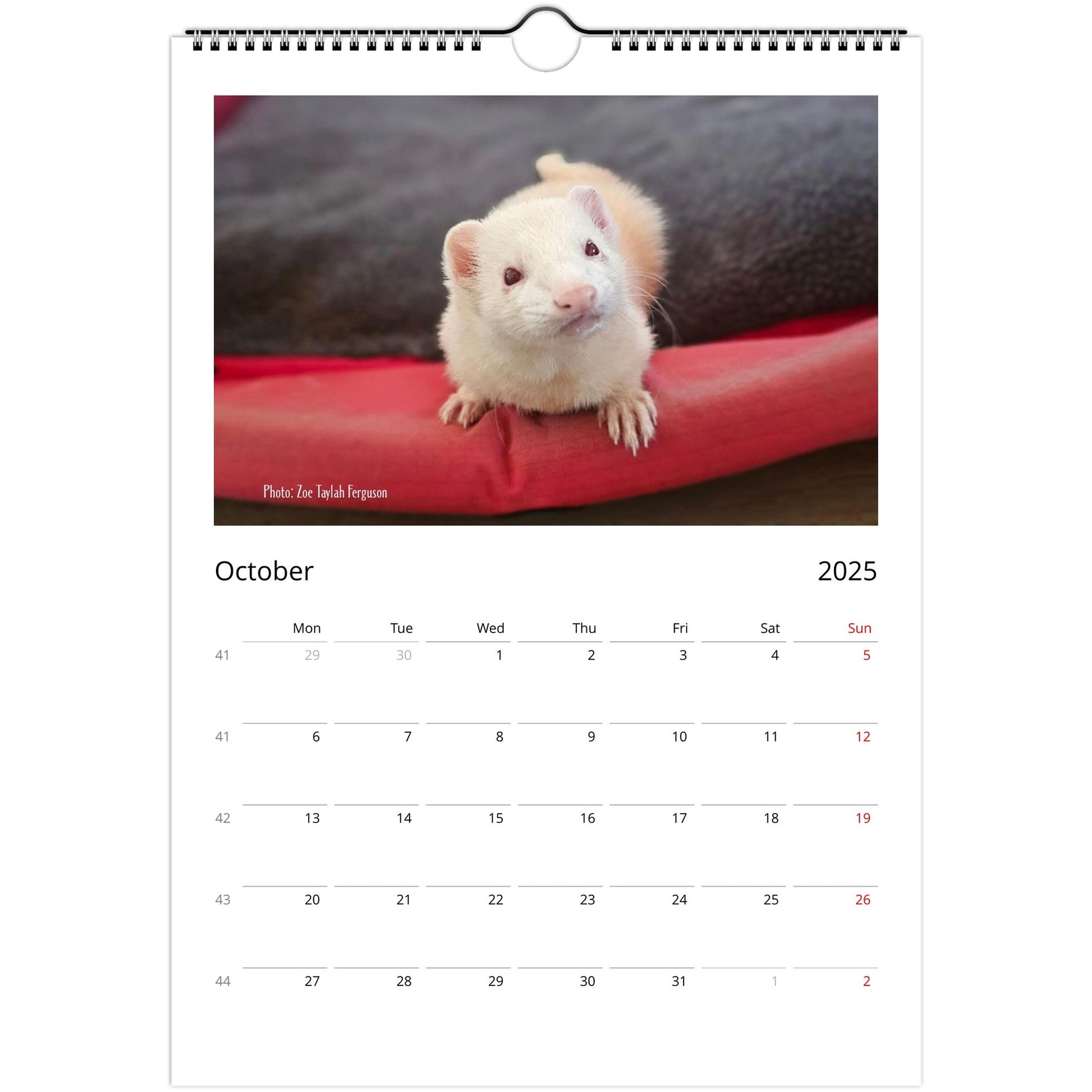 Ferret Owners Australia Calendar 2025 October