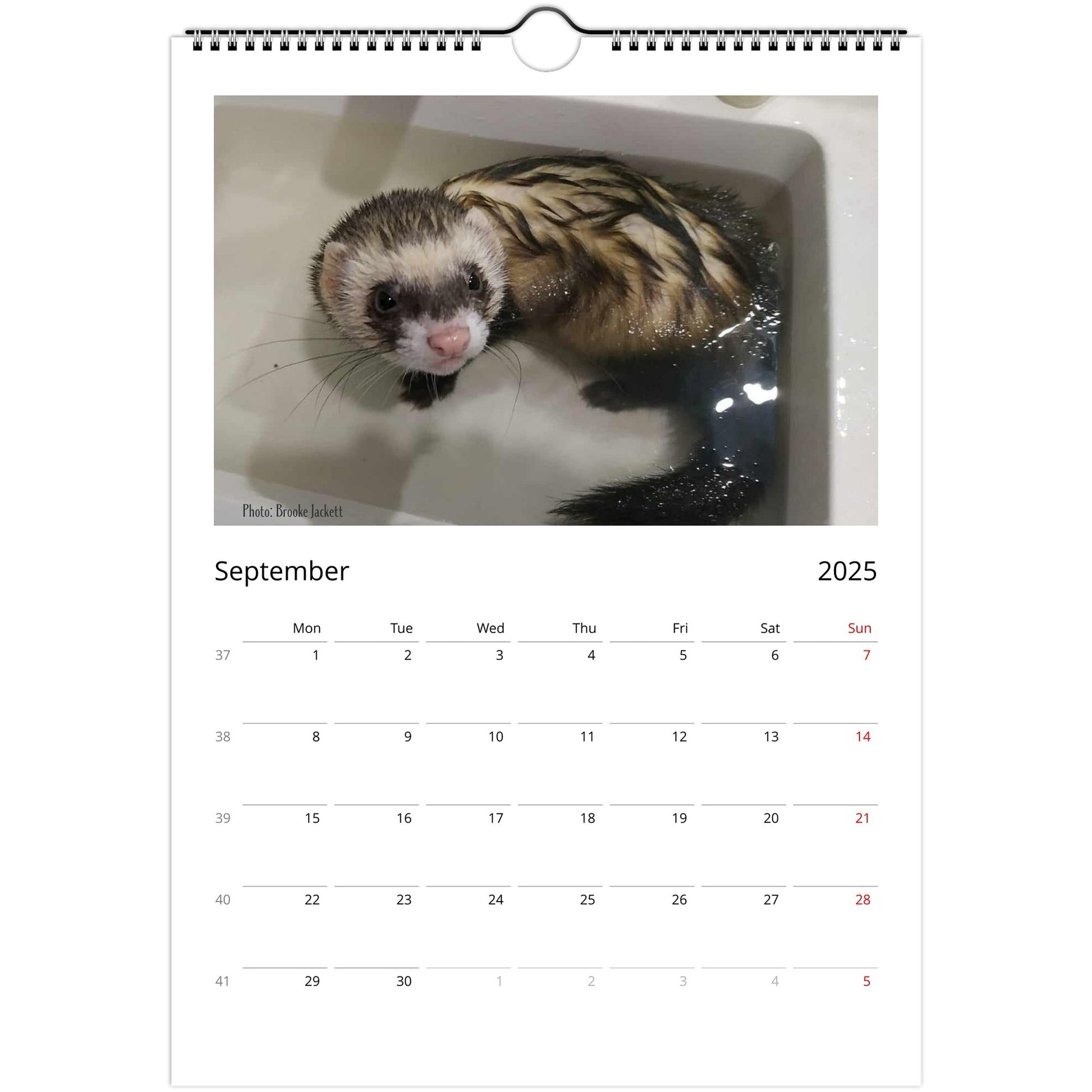 Ferret Owners Australia Calendar 2025 September