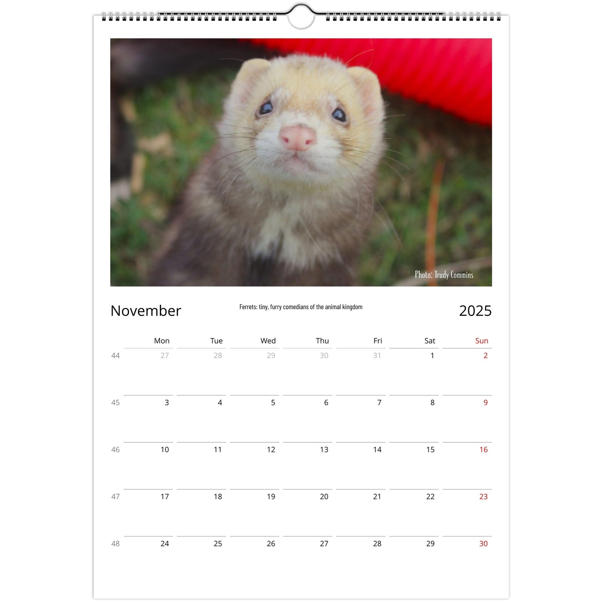 Ferret Owners Australia Calendar November 2025