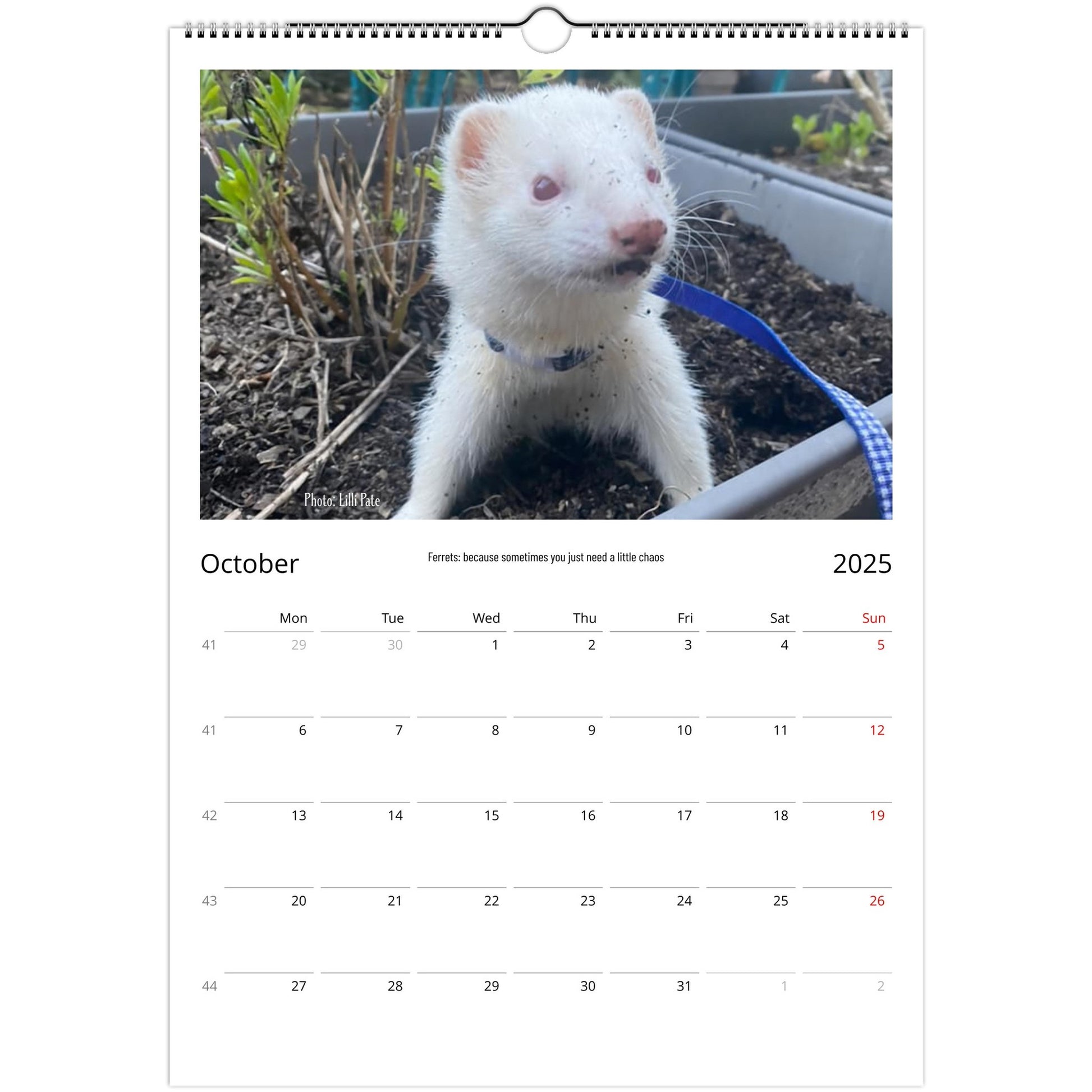Ferret Owners Australia Calendar October 2025