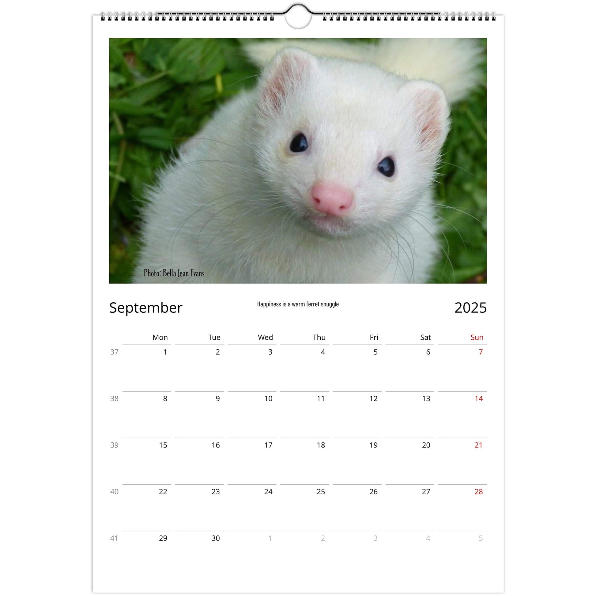 Ferret Owners Australia Calendar September 2025