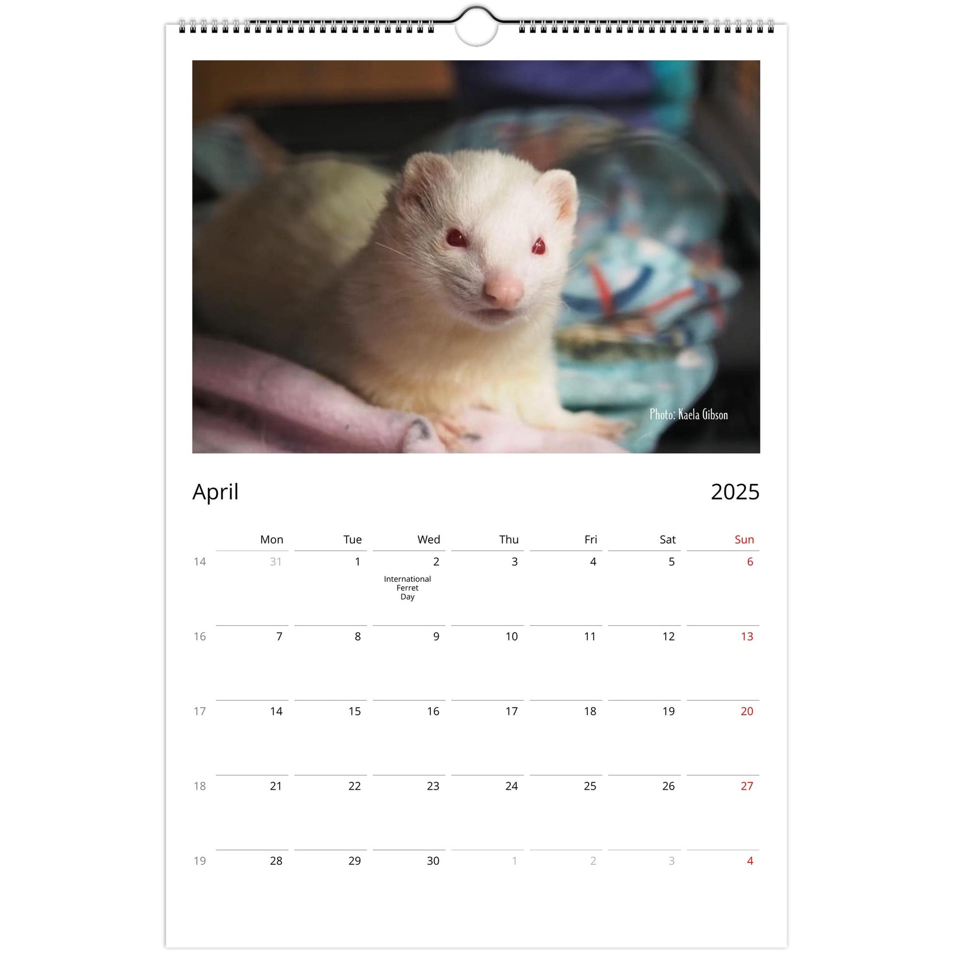 Ferret Owners Australia Ledger Calendar 2025 - Albino Edition April
