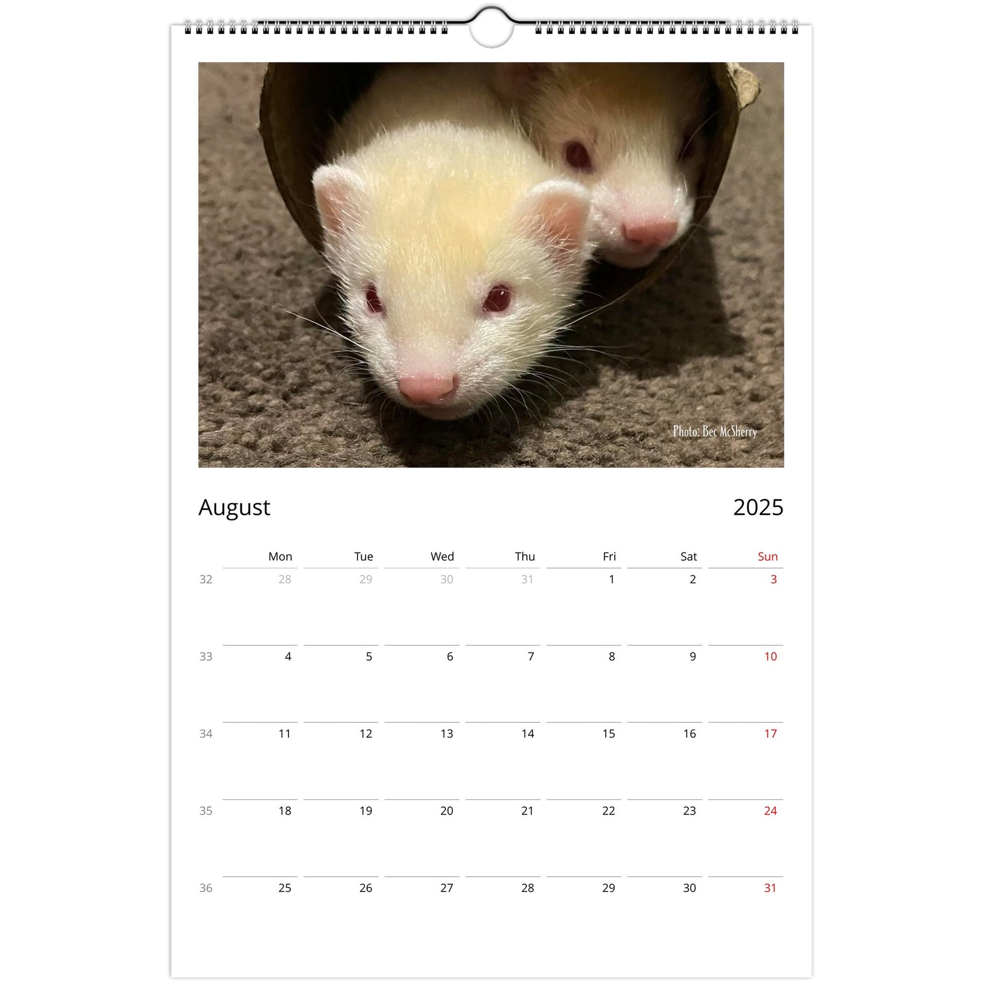 Ferret Owners Australia Ledger Calendar 2025 - Albino Edition August